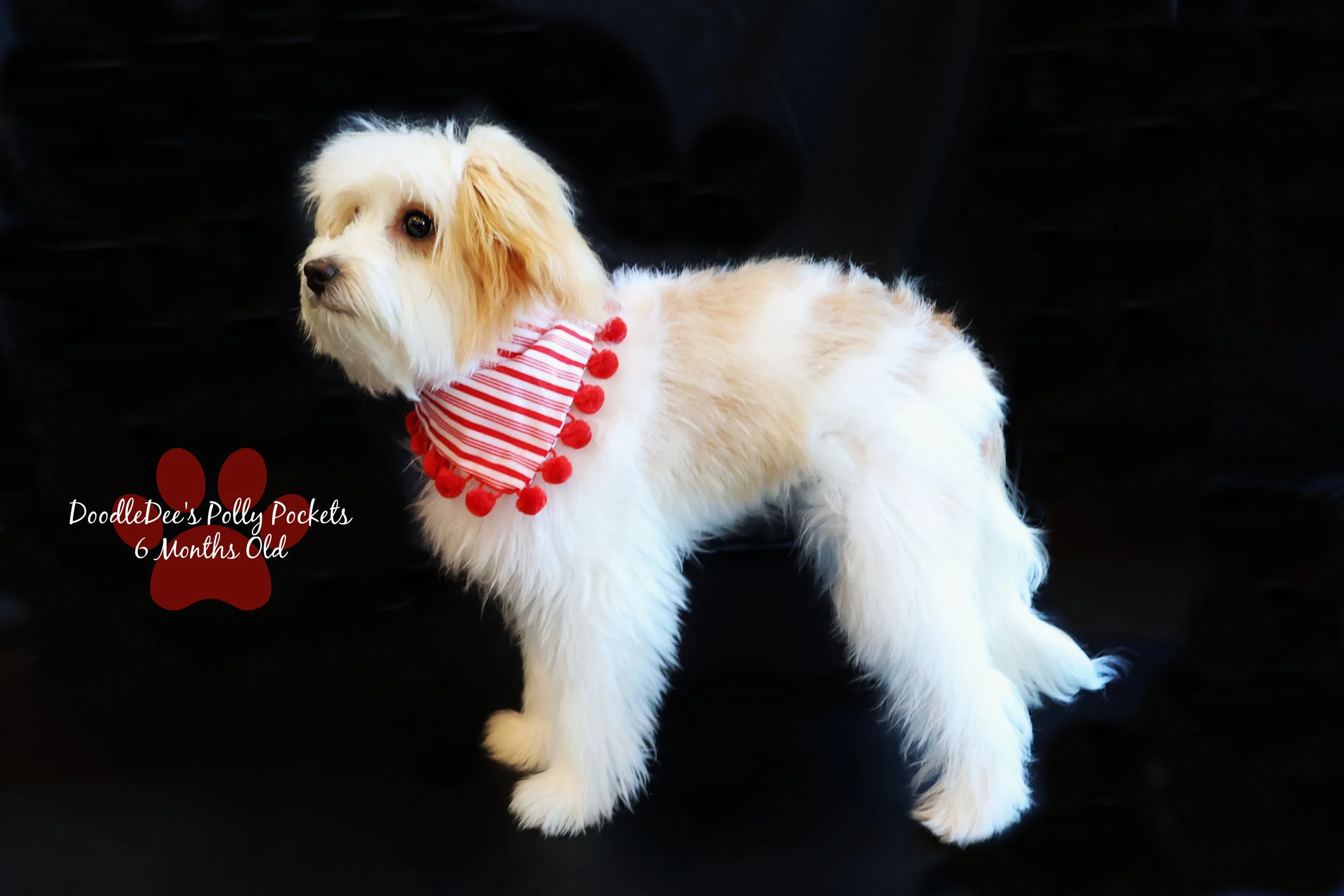 Micro Mini Bernedoodle - 9#