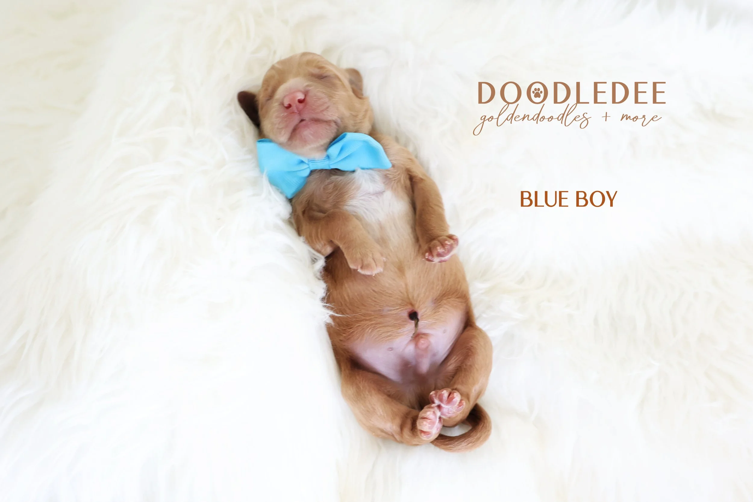 Medium English Goldendoodle | Standard English Goldendoodle