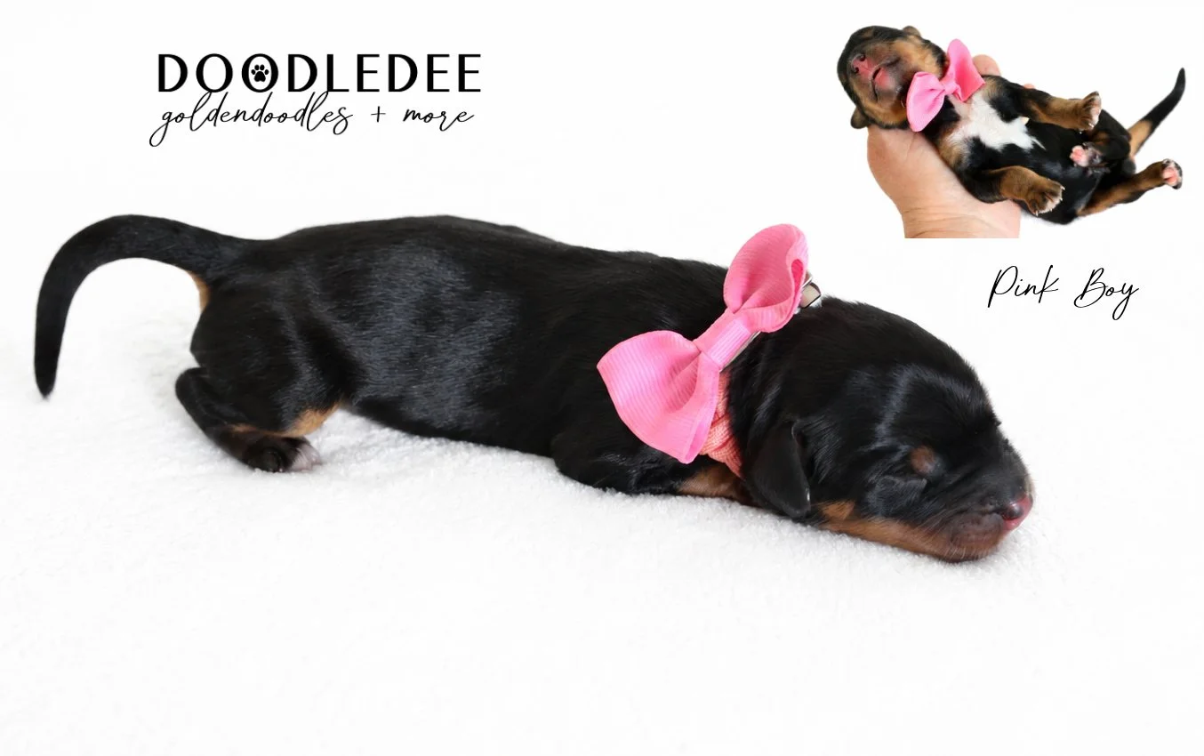 Mini Bernedoodle | Medium Bernedoodle | Standard Bernedoodle