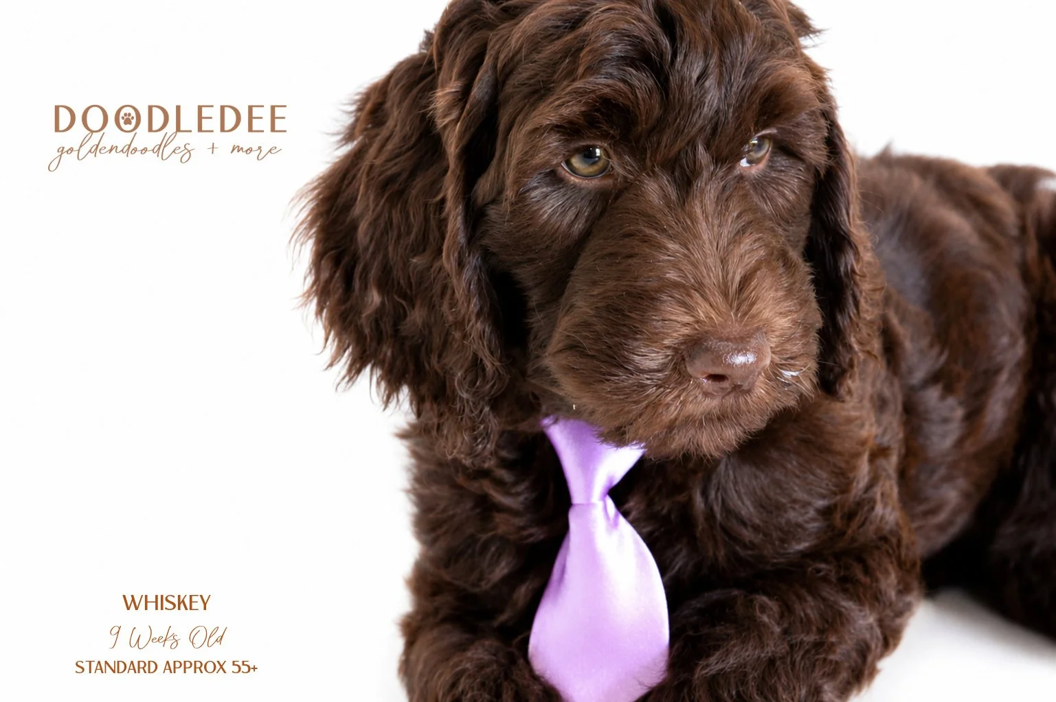 Standard English Goldendoodle AVAILABLE $2,500 SALE 