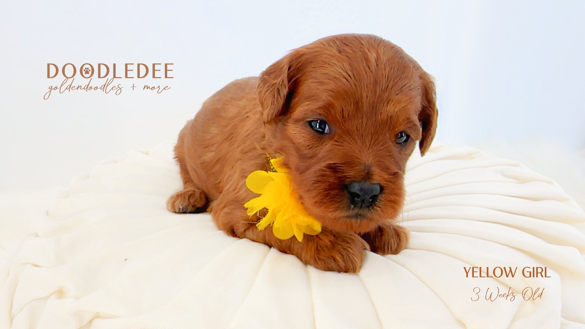 English Goldendoodle Puppies
