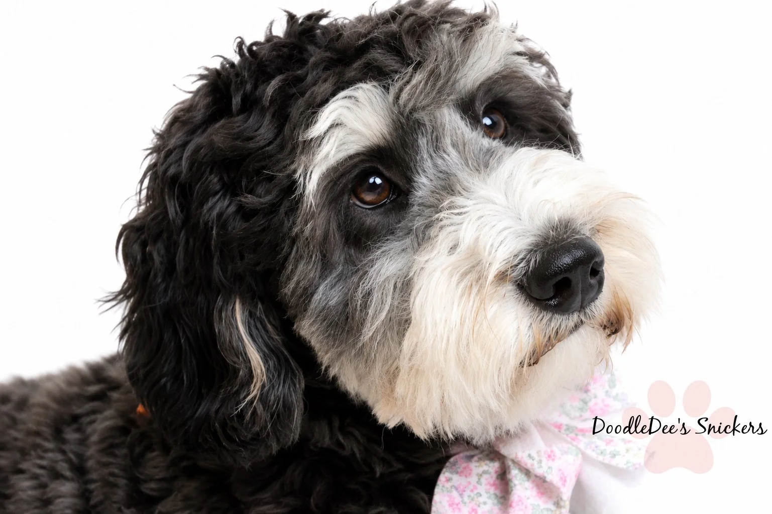 Snickers- Mini Bernedoodle