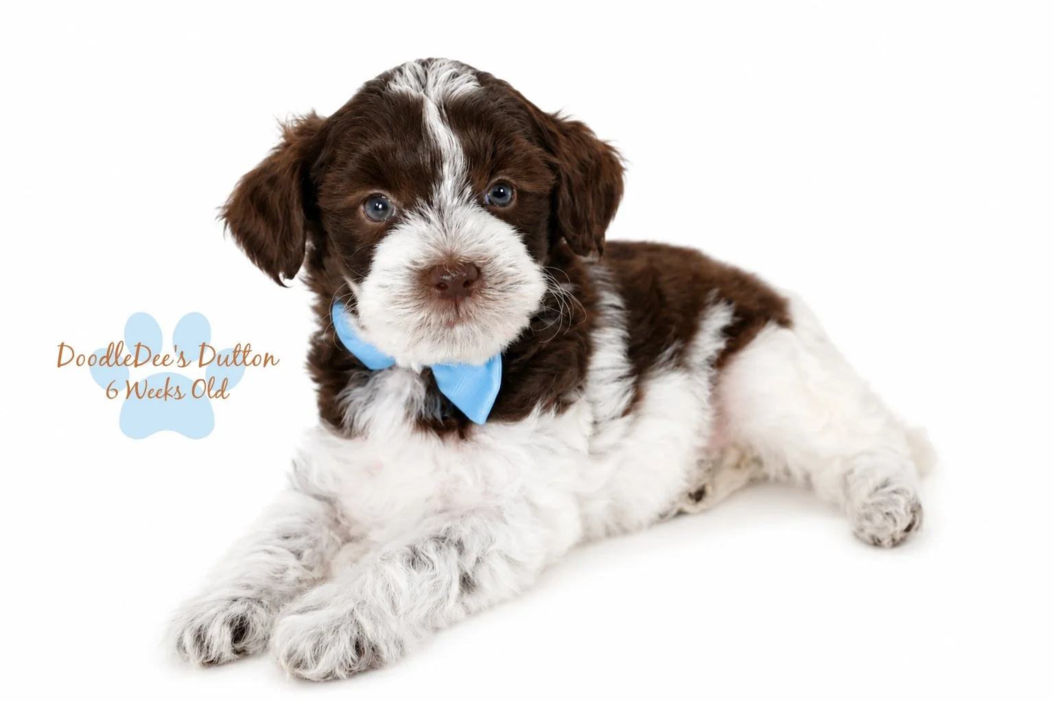 Chocolate Roan English Goldendoodle Stud