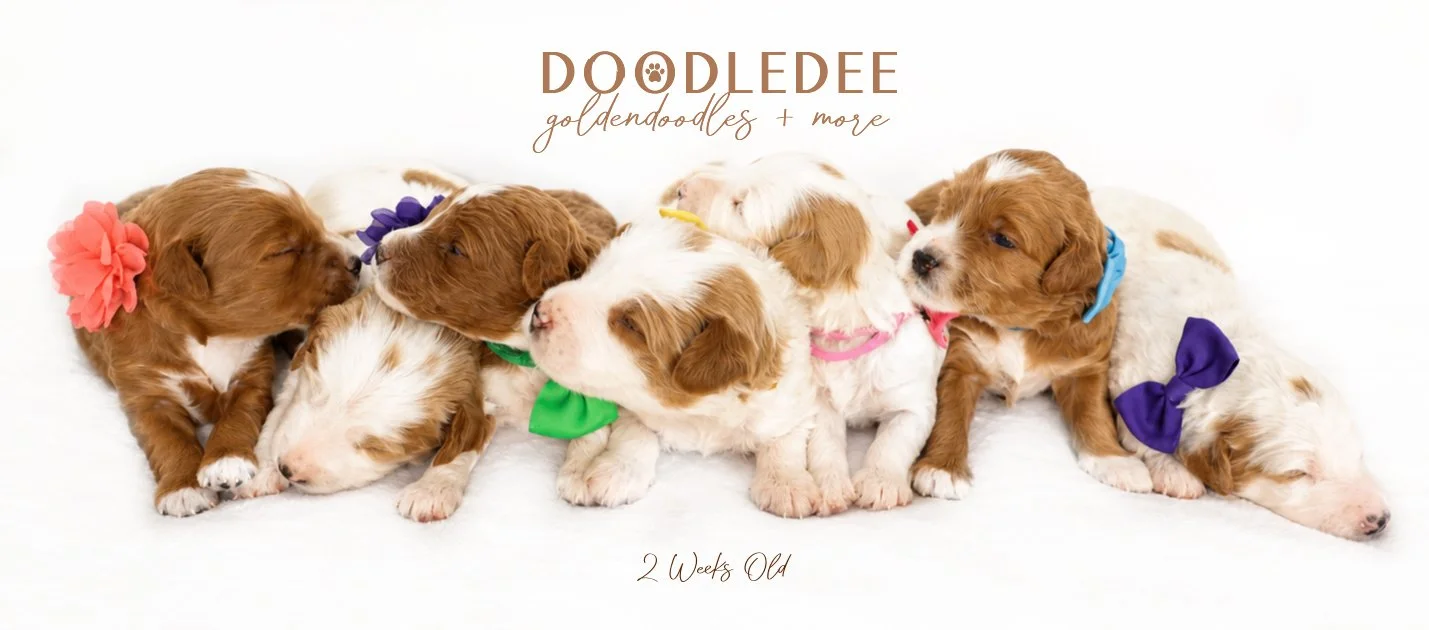 Mini English Goldendoodle Puppies