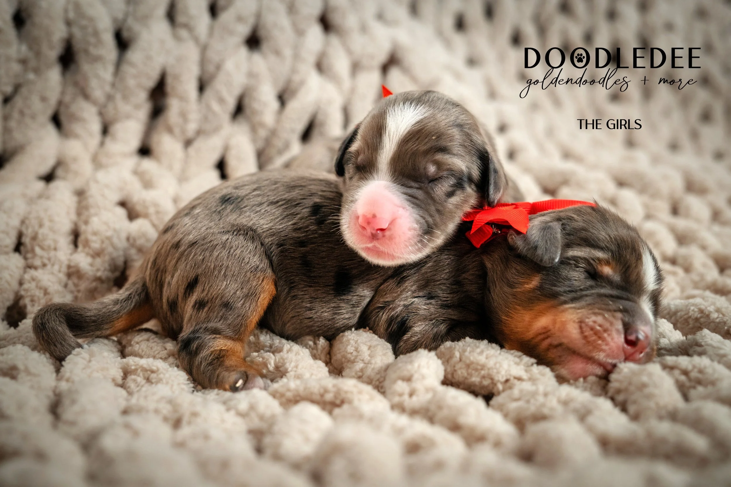 Merle Bernedoodle puppies
