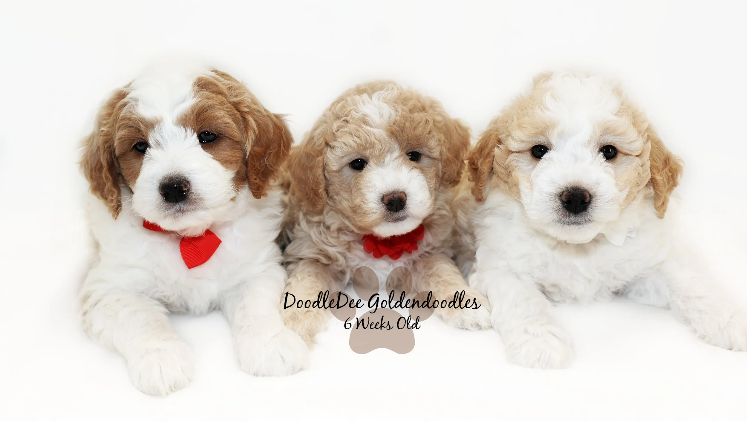 English Goldendoodle Puppies - Desi