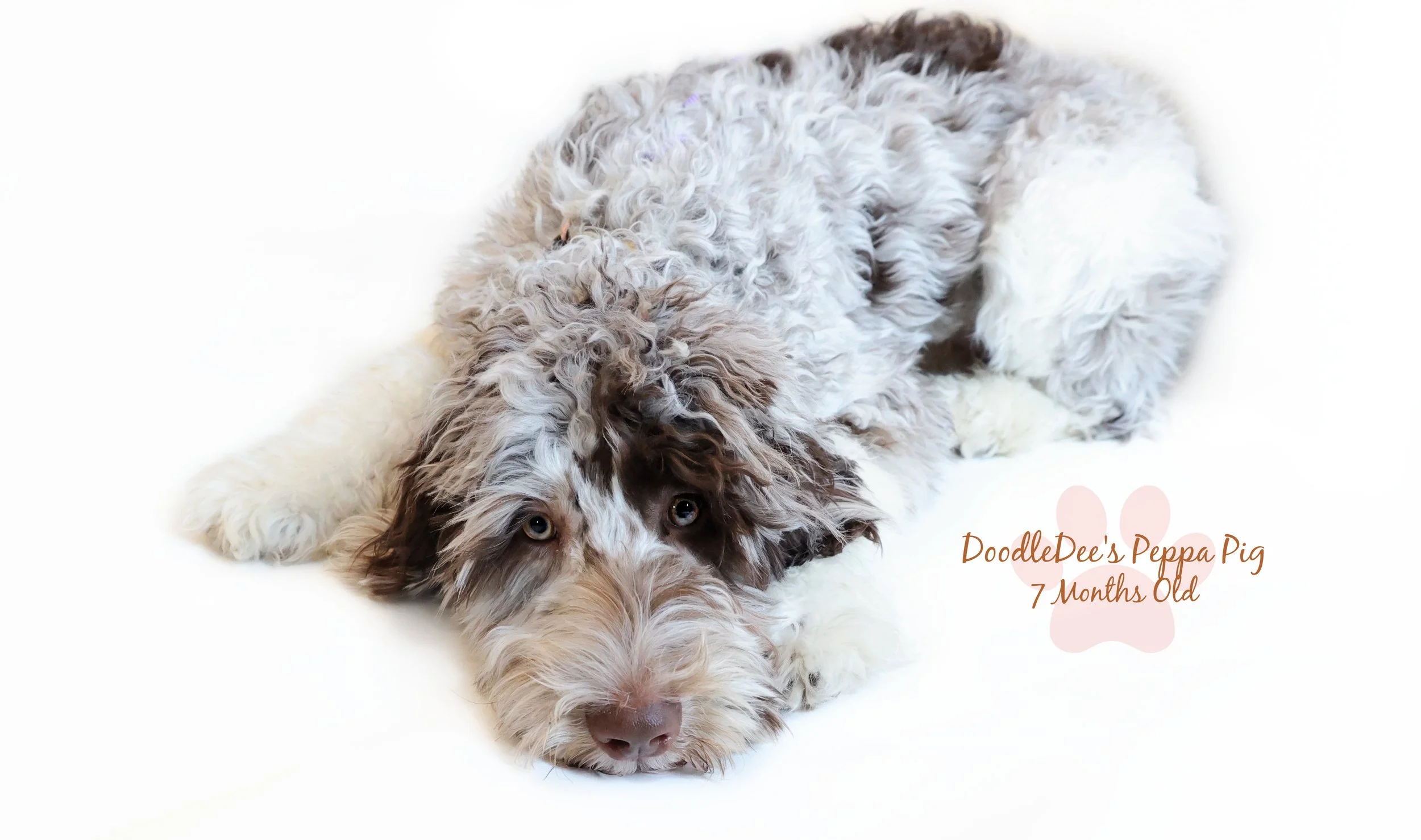 Chocolate Merle English Goldendoodle