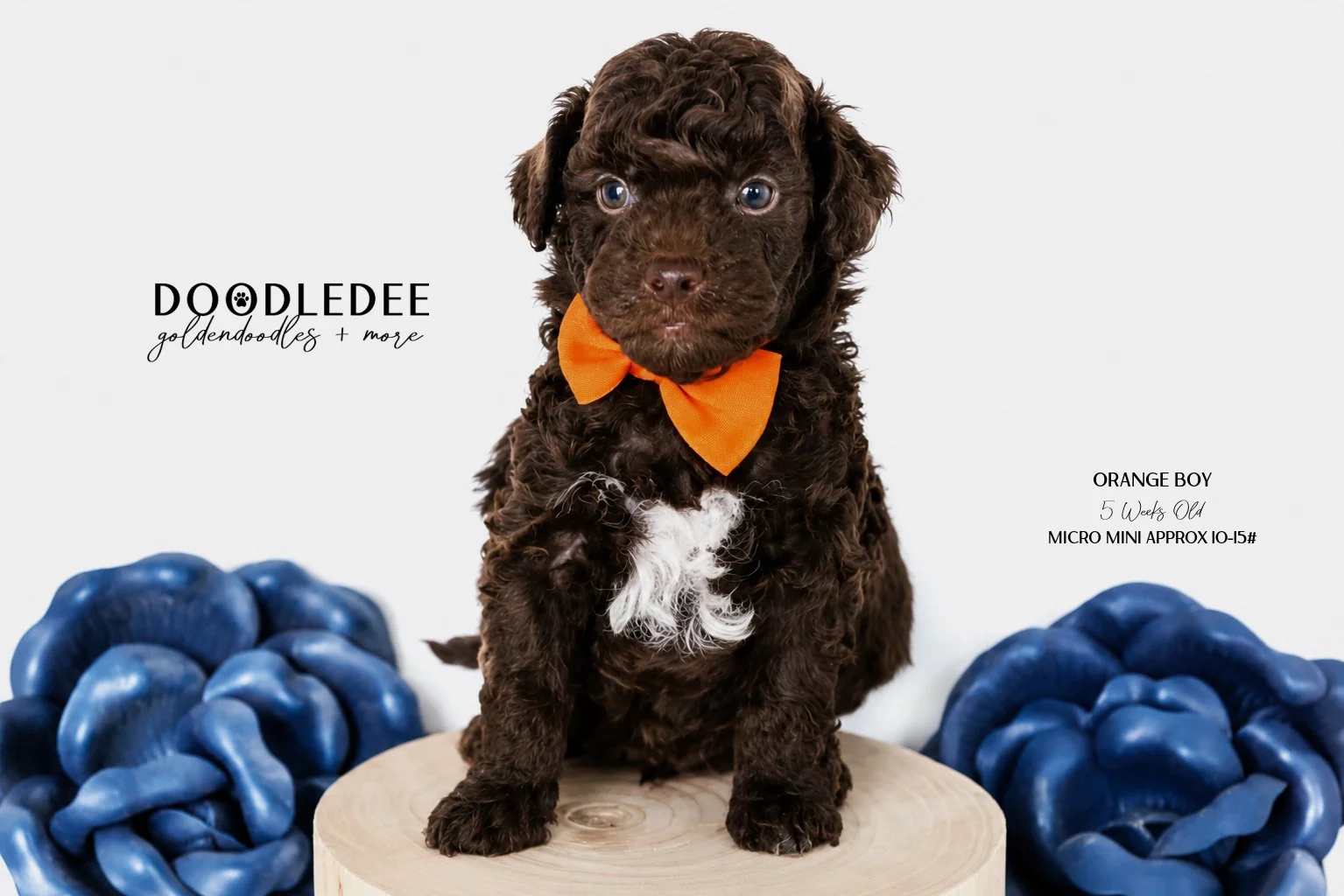 Micro Mini English Goldendoodle Male AVAILABLE $3,500