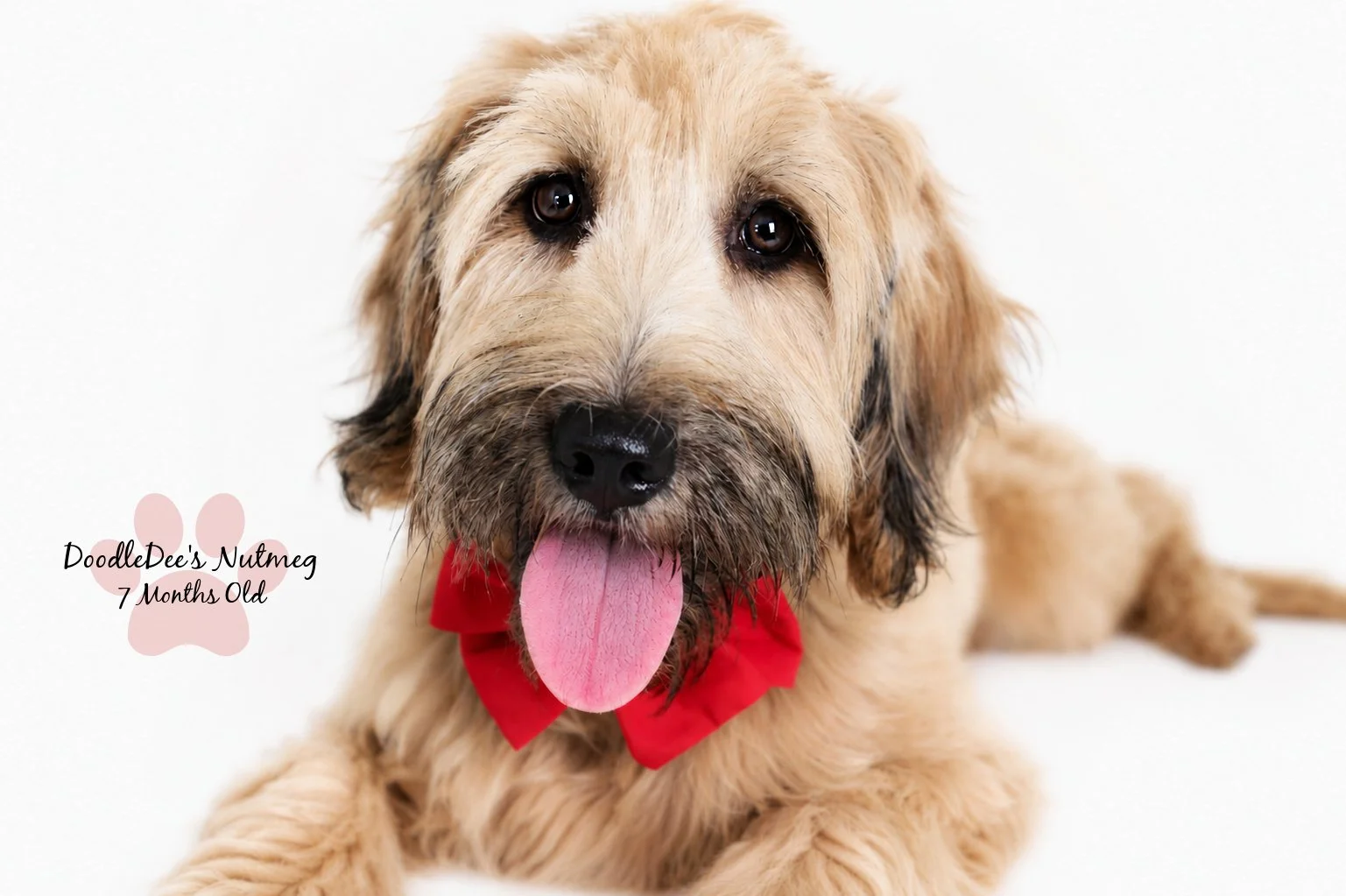 Petite Sable English Goldendoodle 23#