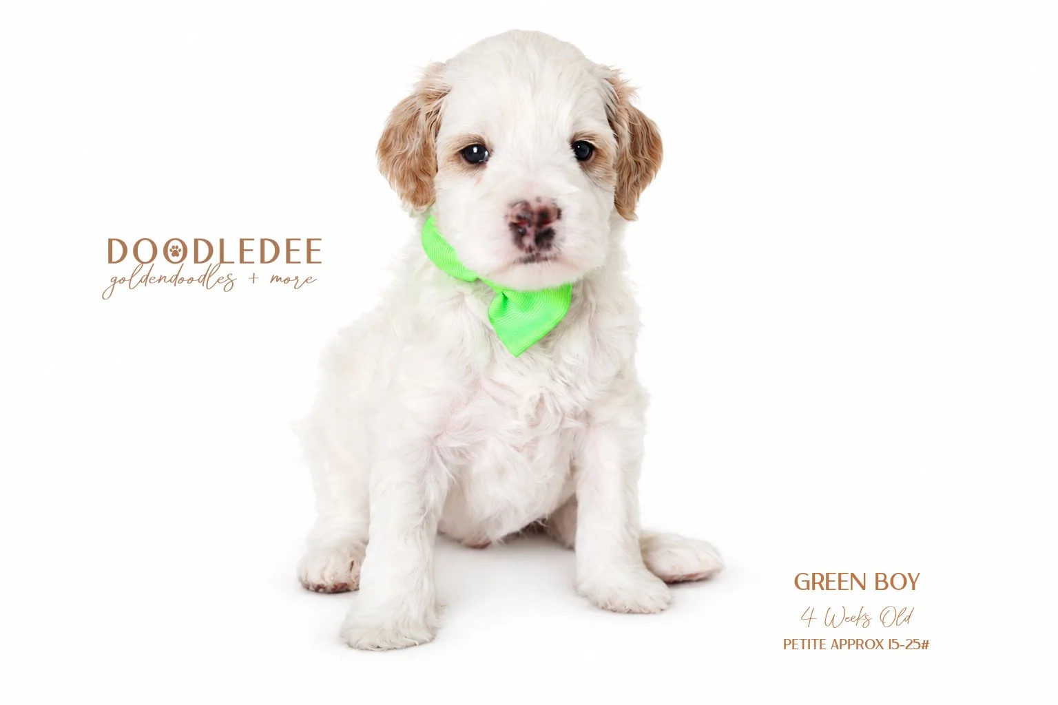 Petite English Goldendoodle AVAILABLE $3,500