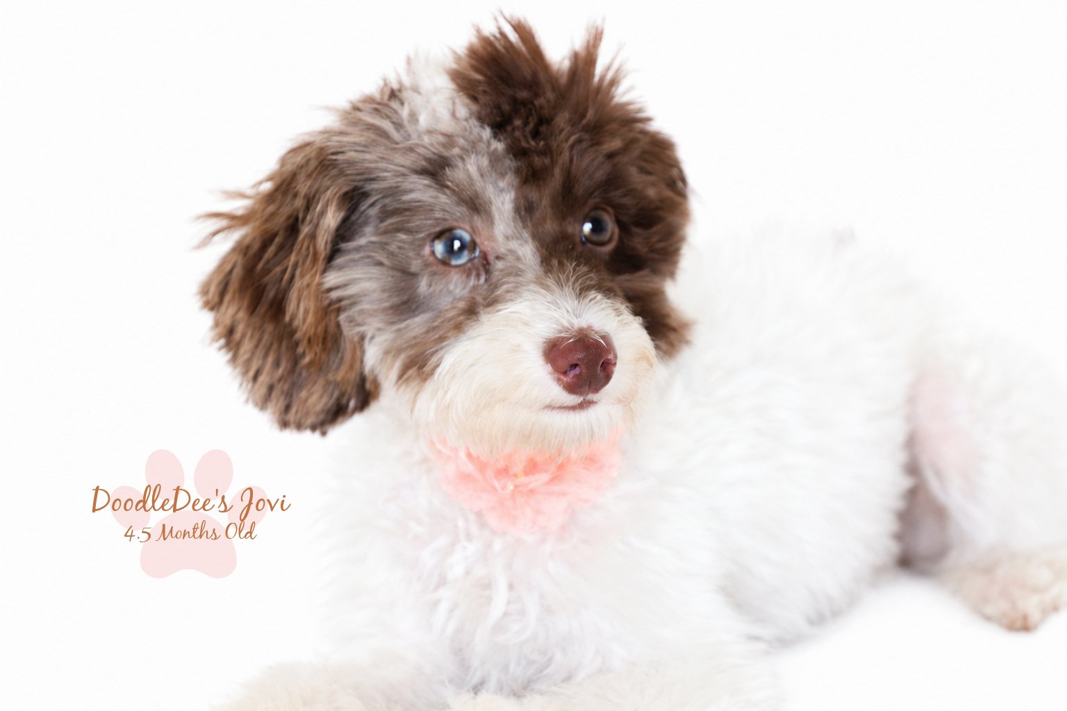 Micro Mini English Goldendoodle | 4.5 months Old 5.4 lbs