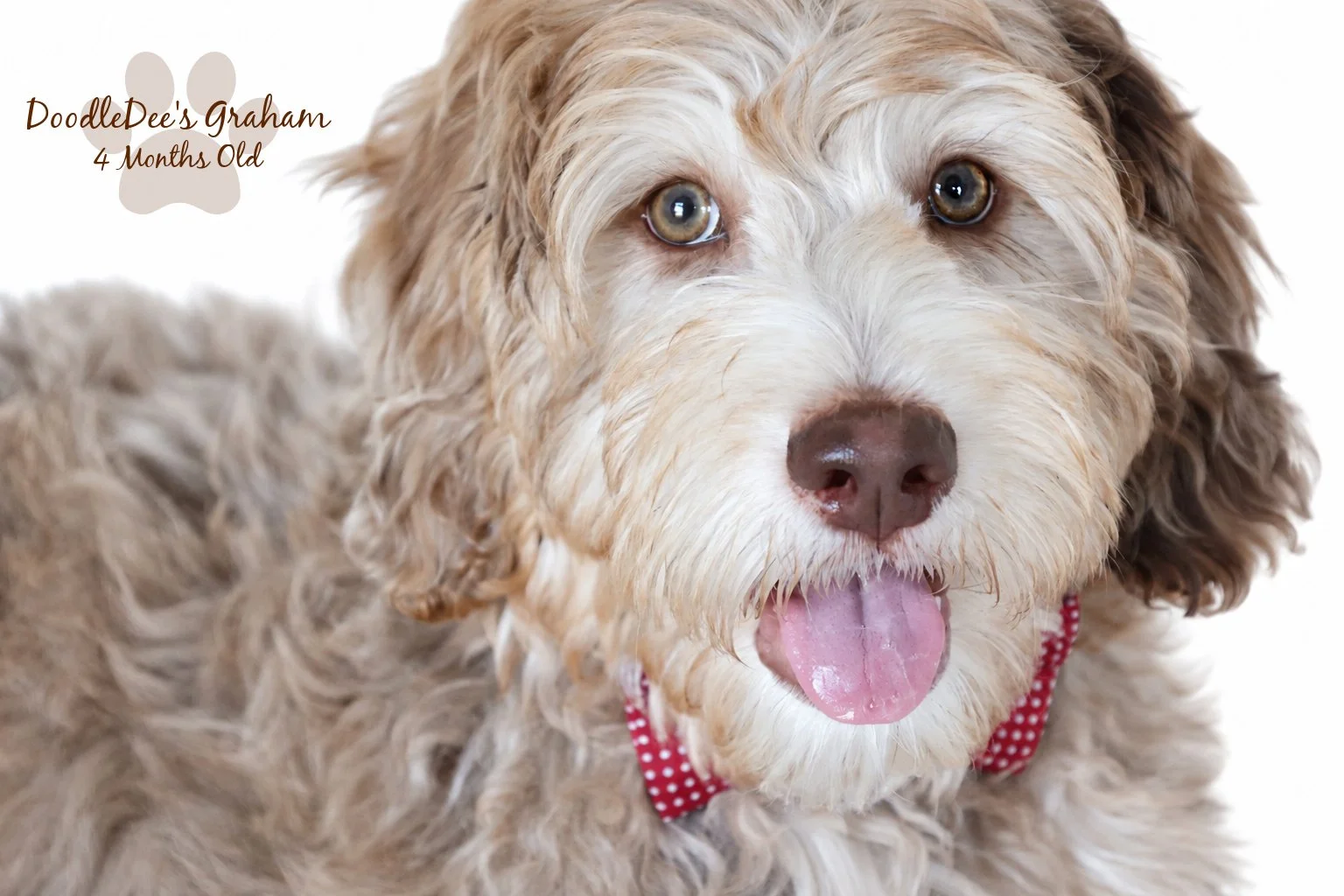 Mini Chocolate Phantom Merle English Goldendoodle Stud | 20 lbs