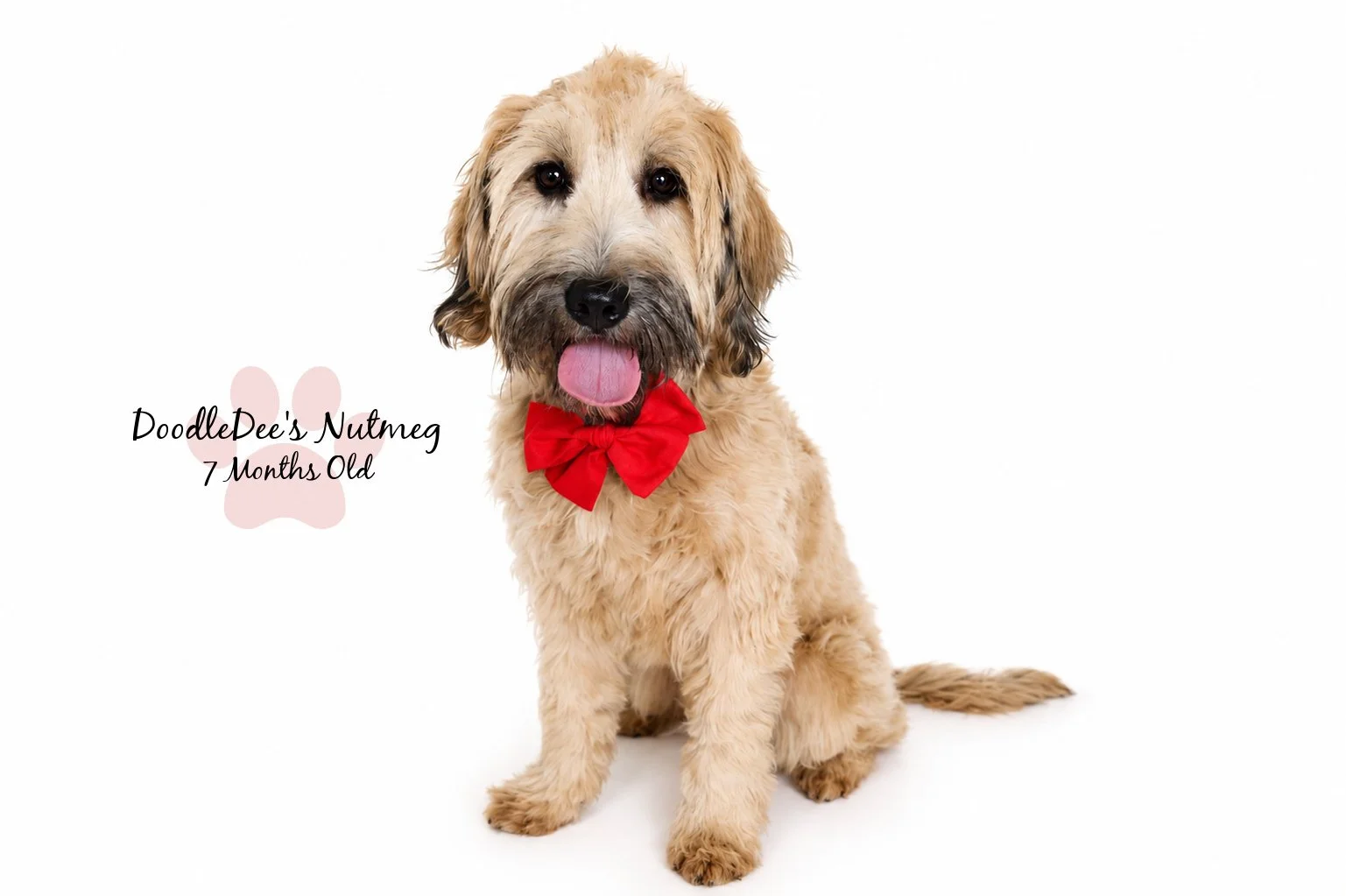 Petite Sable English Goldendoodle 23#