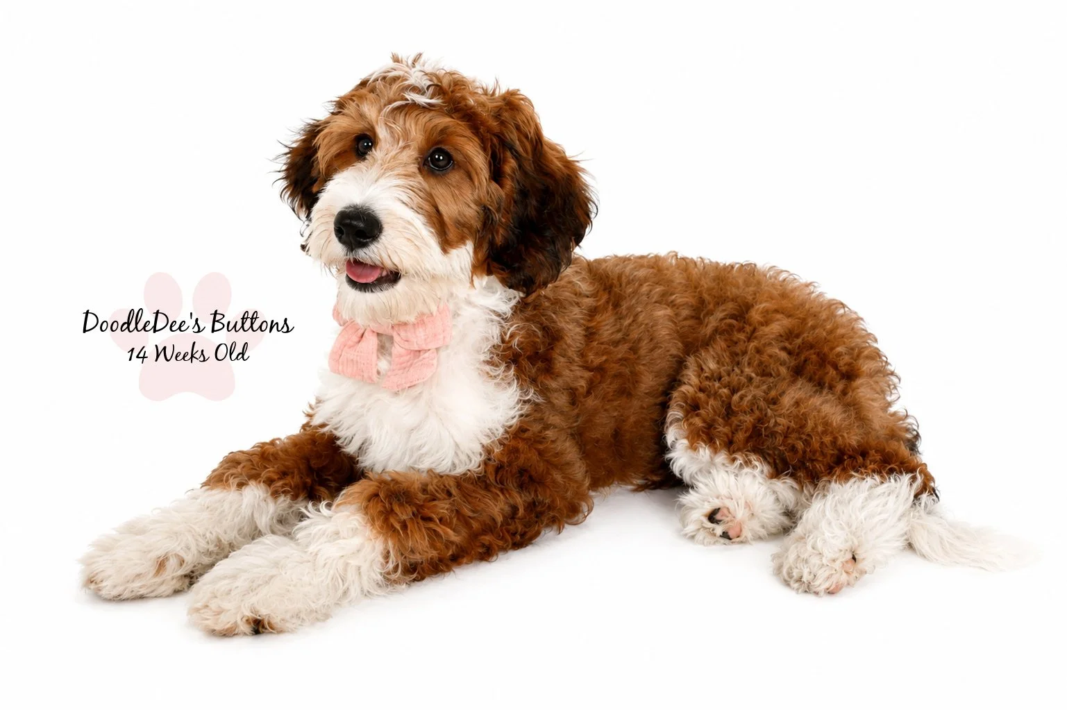 Sable Bernedoodle- Buttons 14 Weeks Old 
15 Lbs