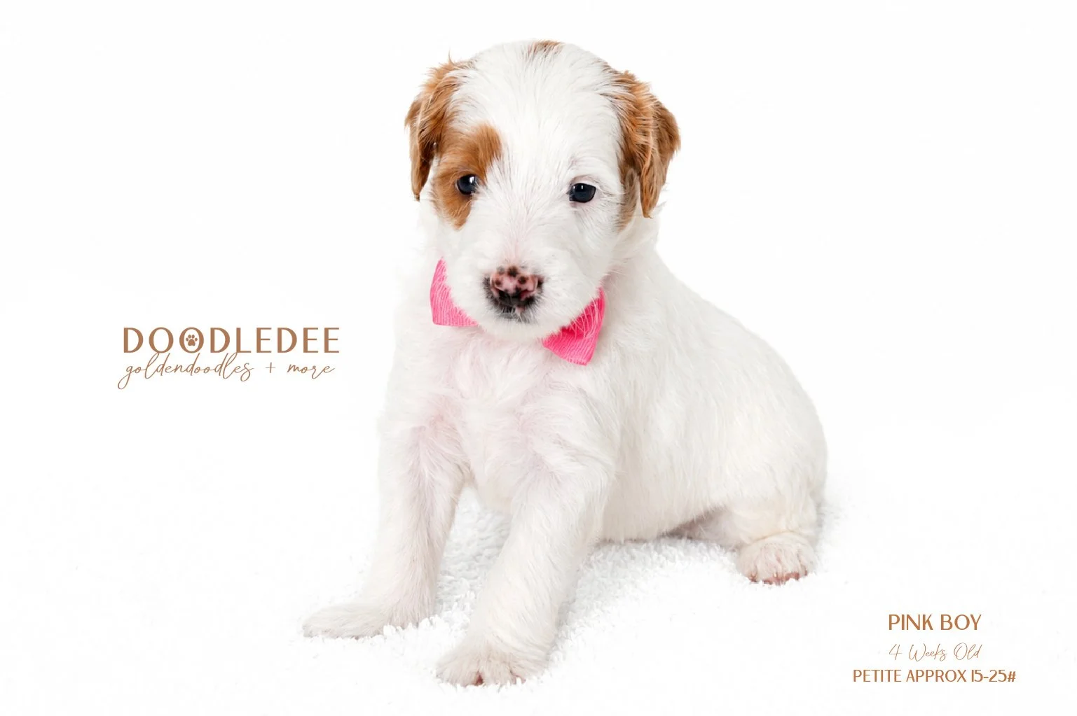 Petite English Goldendoodle AVAILABLE $3,500