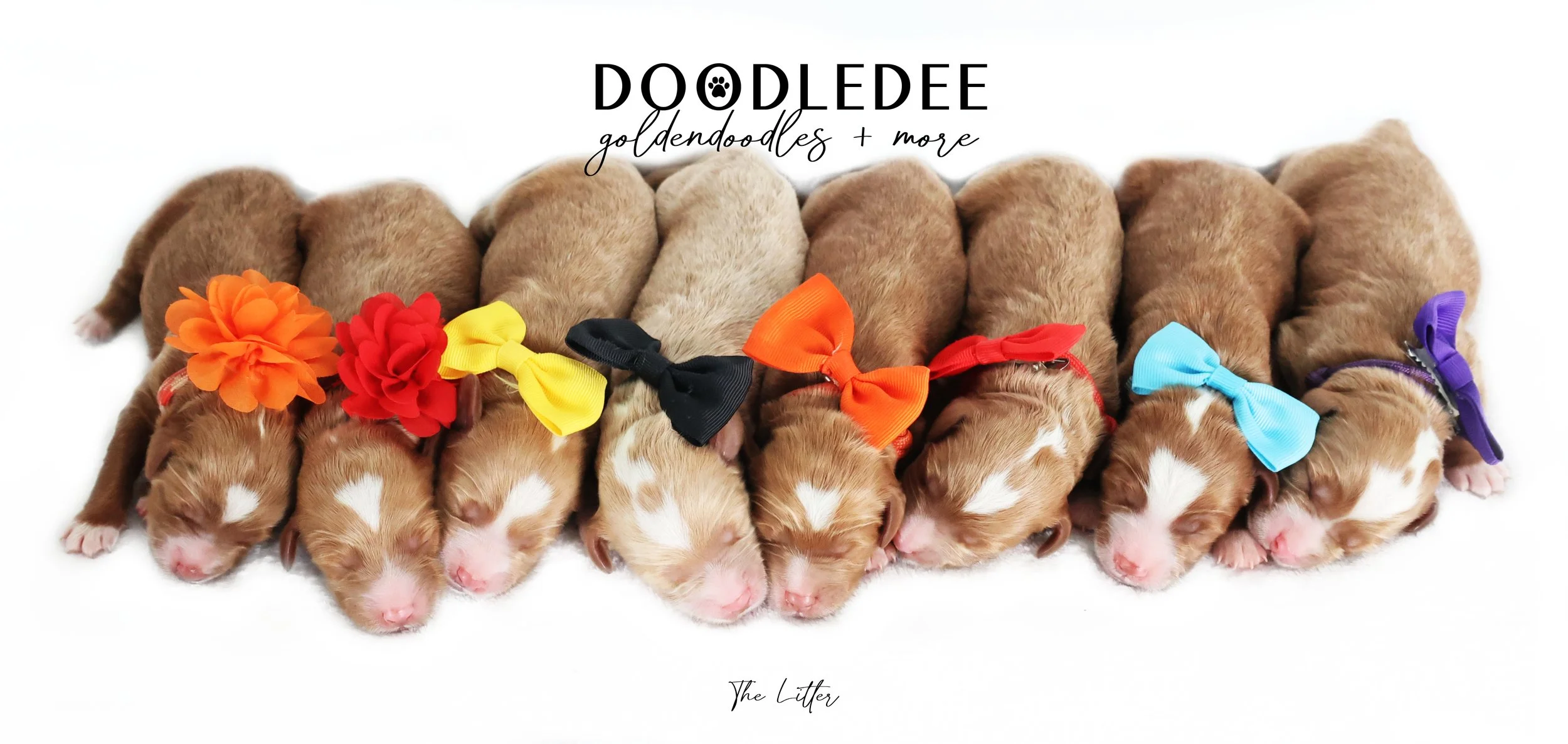 Mini English Goldendoodle