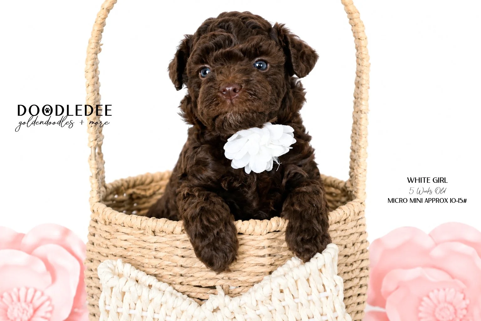Micro Mini English Goldendoodle Female AVAILABLE $3,500
