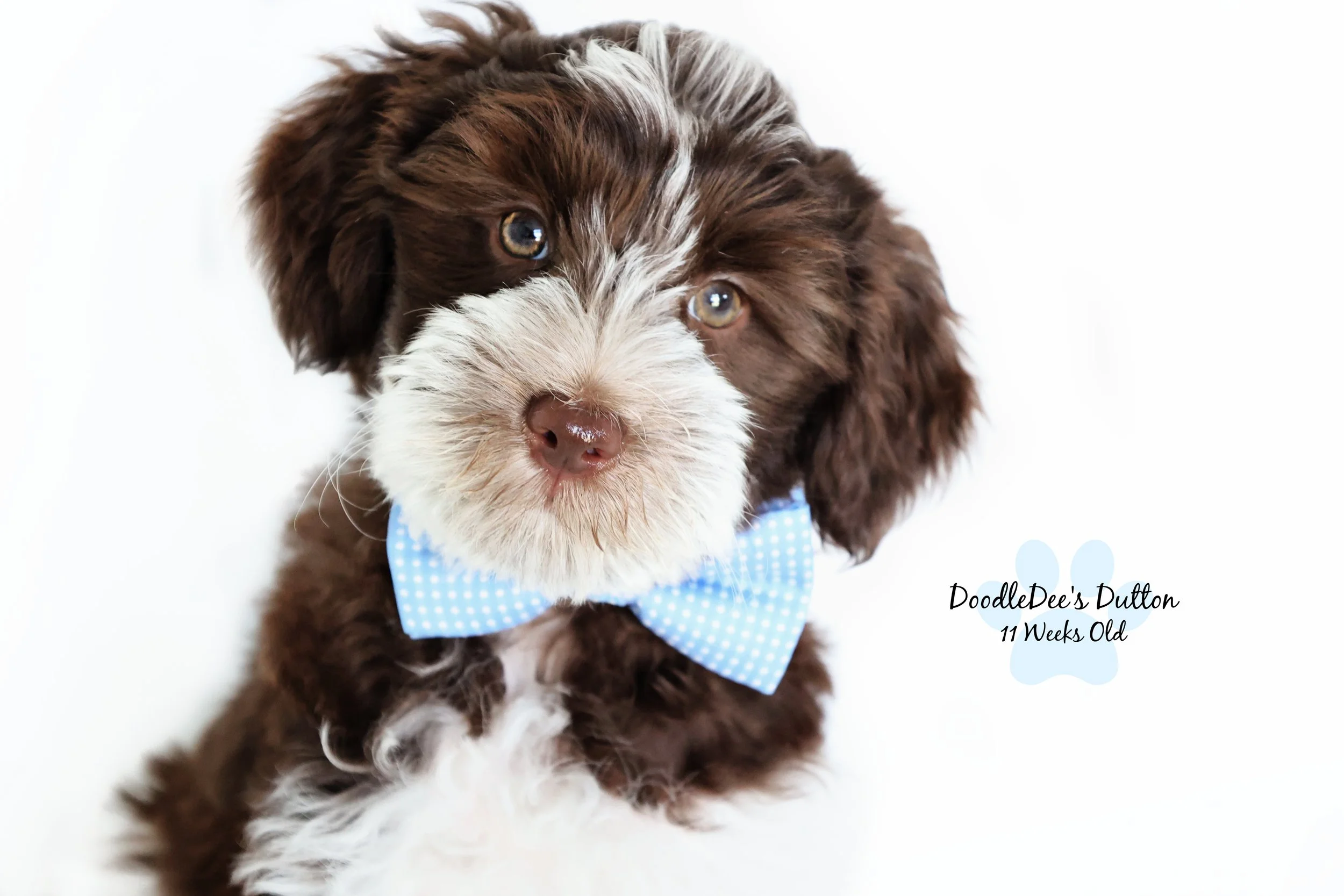 Chocolate Roan English Goldendoodle Stud