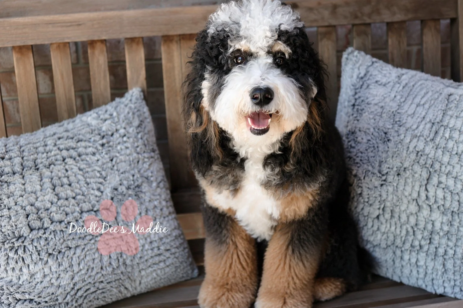 Maddie- Petite Bernedoodle