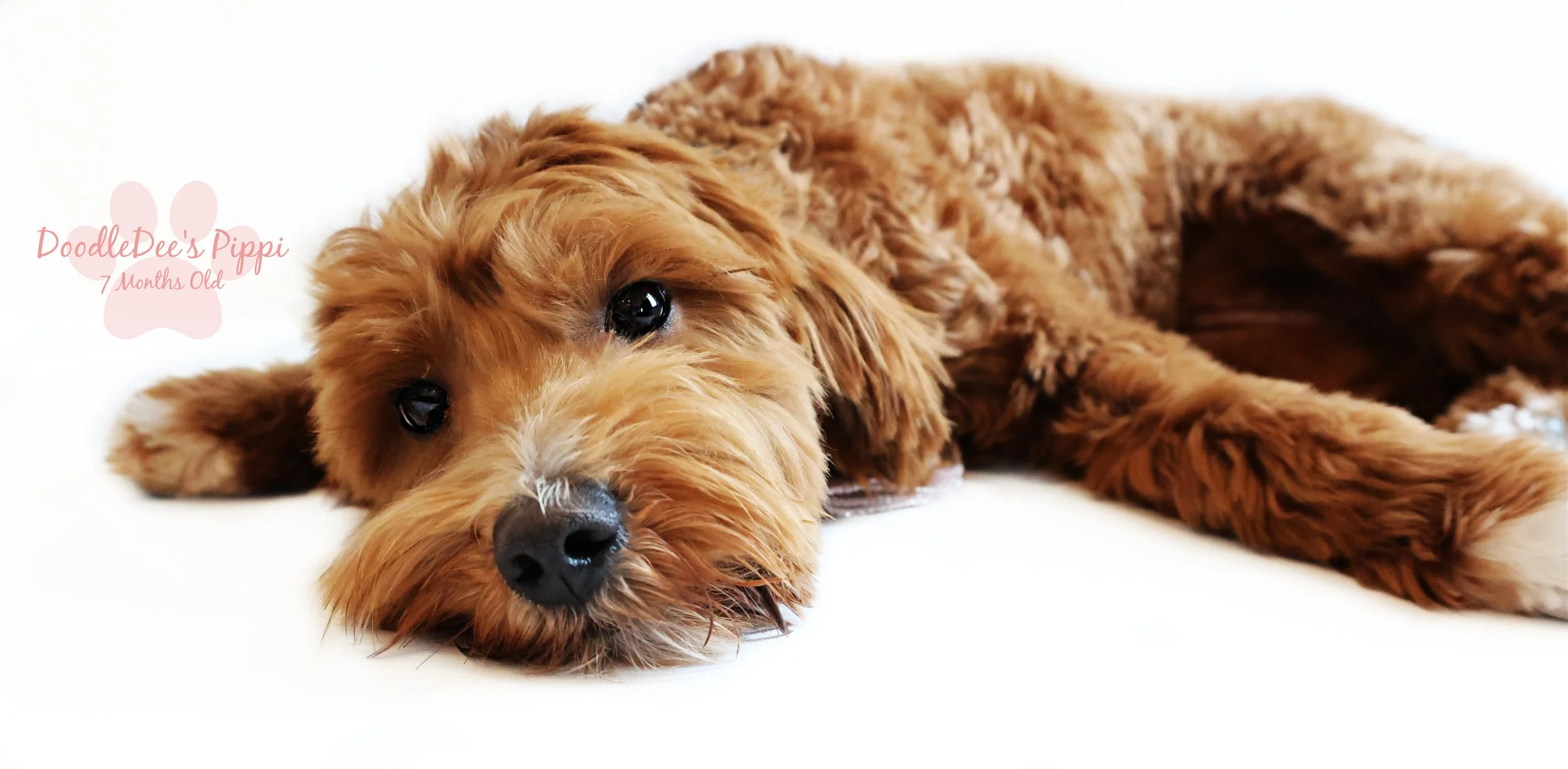 Petite Red English Goldendoodle 14#