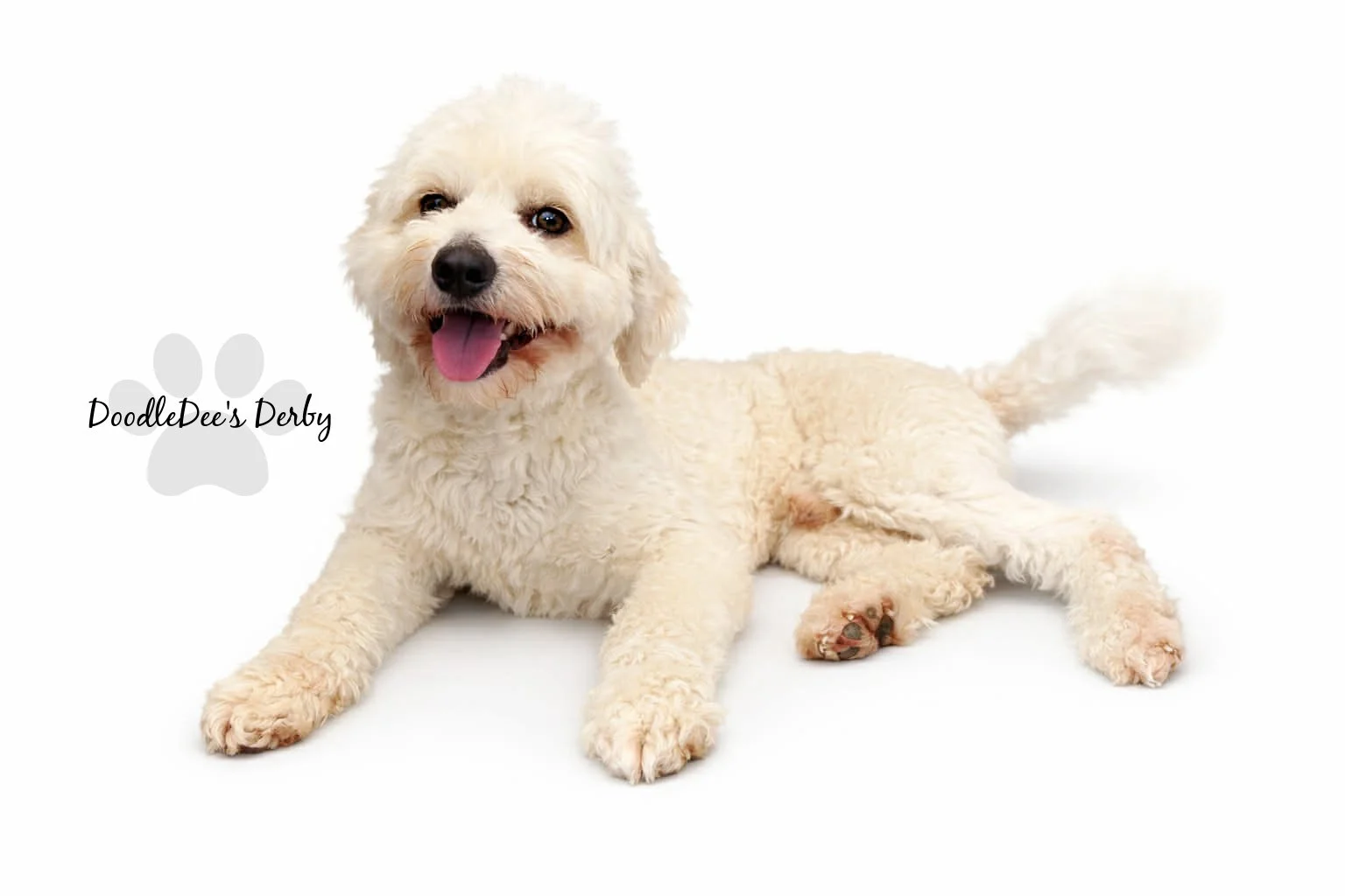 Mini English Goldendoodle Stud