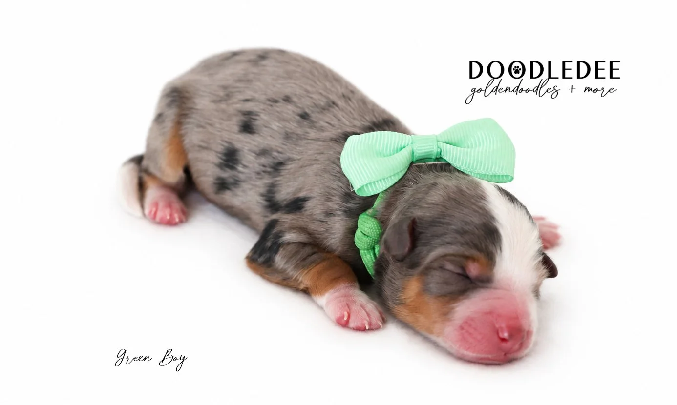 Micro Mini Bernedoodle Puppies | Petite Bernedoodle Puppies