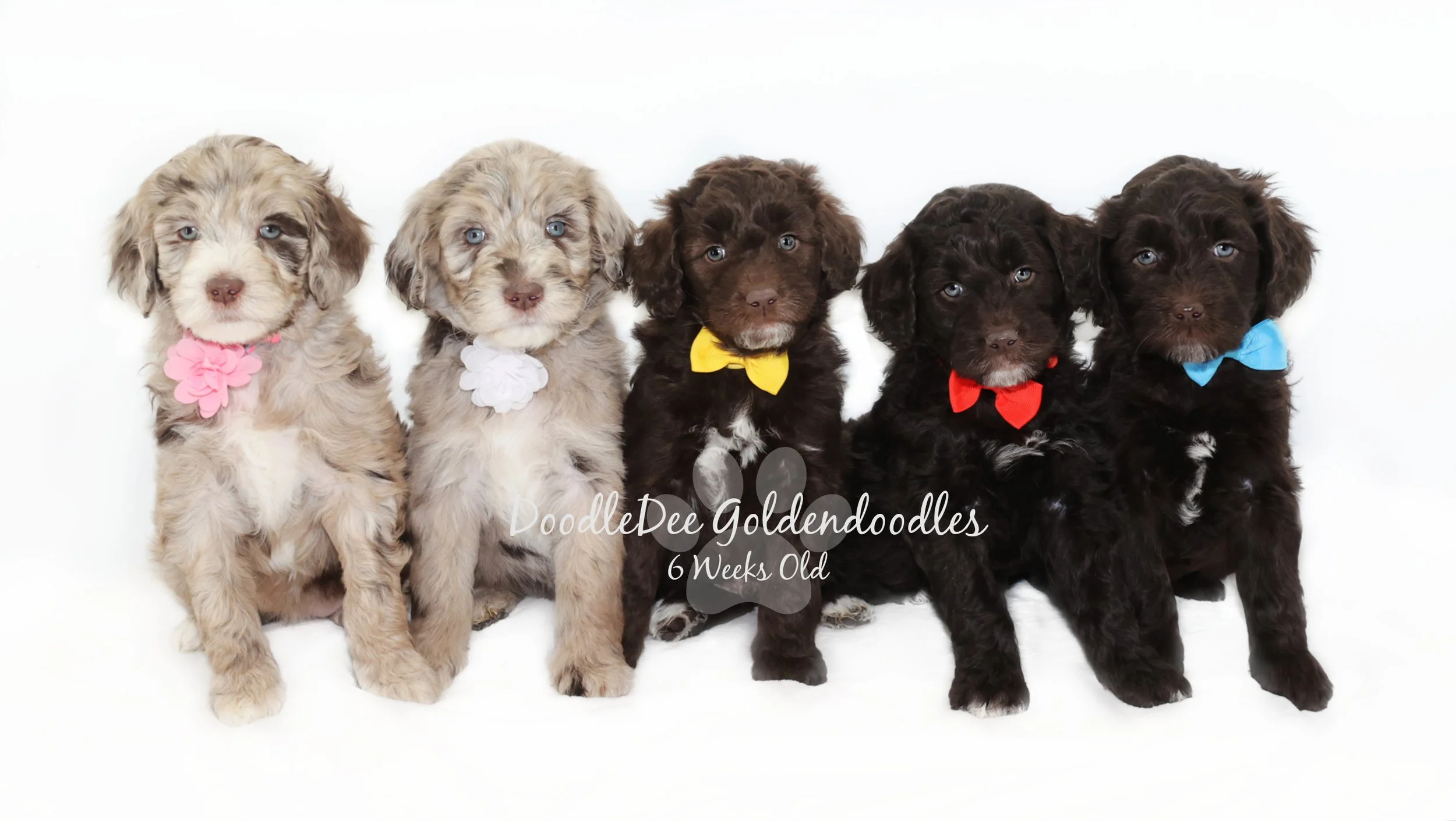 English Goldendoodle Puppies - Godiva