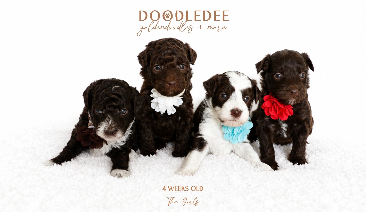 Micro Mini & Petite English Goldendoodles