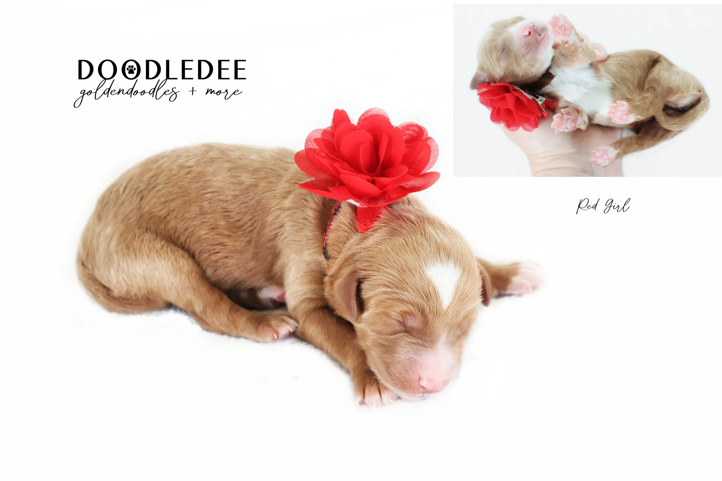 Petite English Goldendoodle