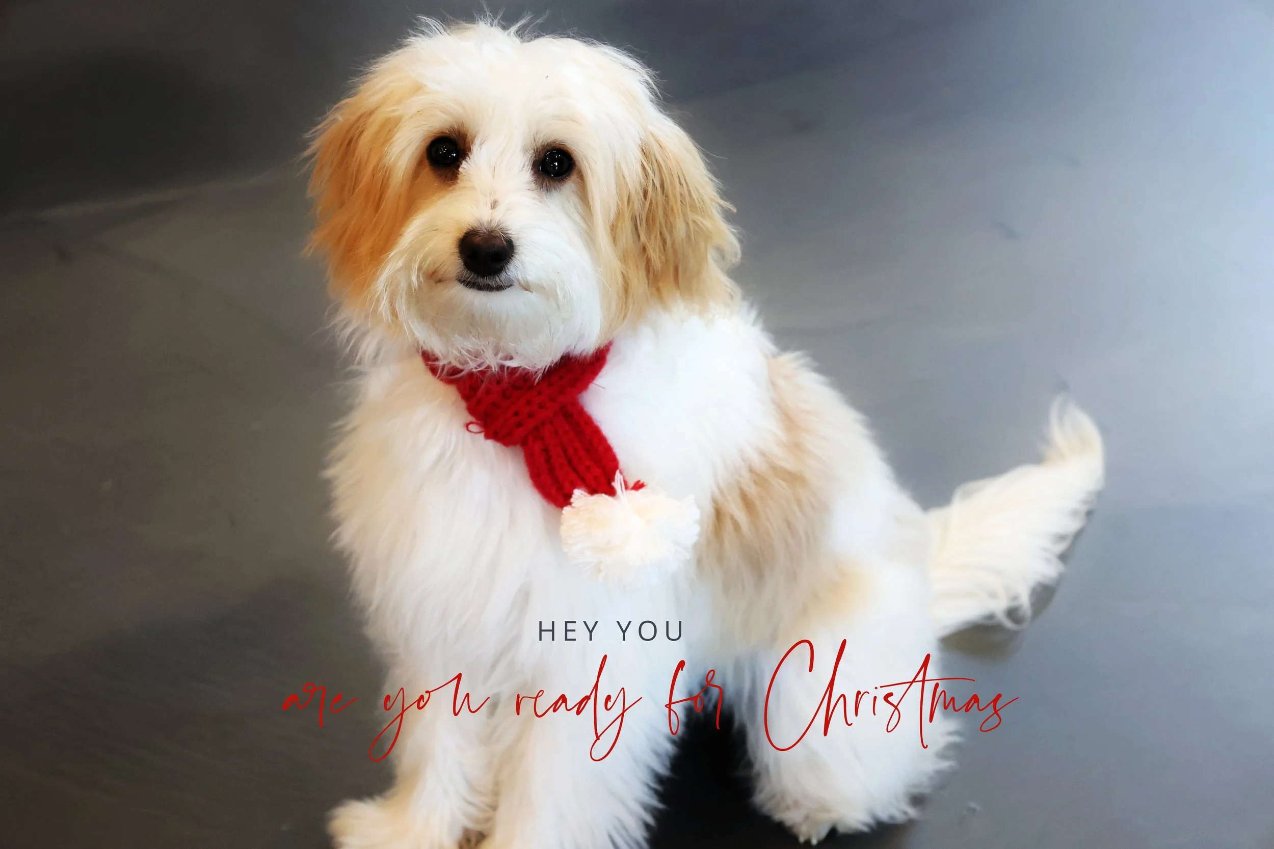 Micro Mini Bernedoodle - 9#