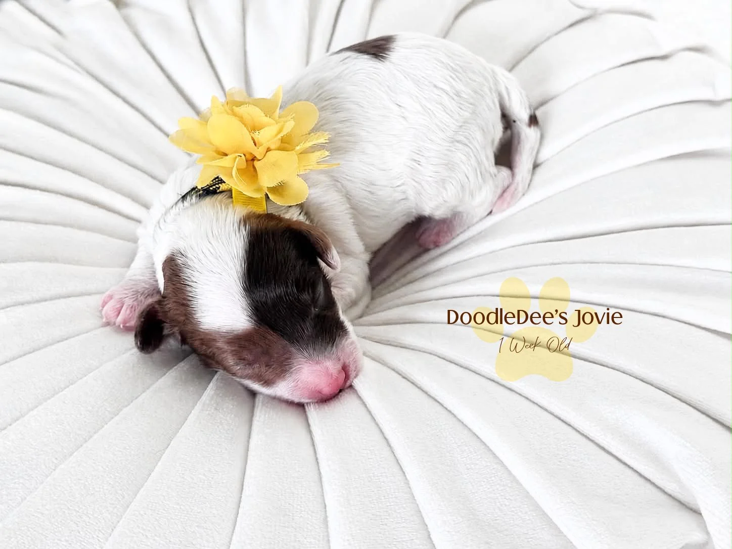 Micro Mini English Goldendoodles- BREEDER HOLD