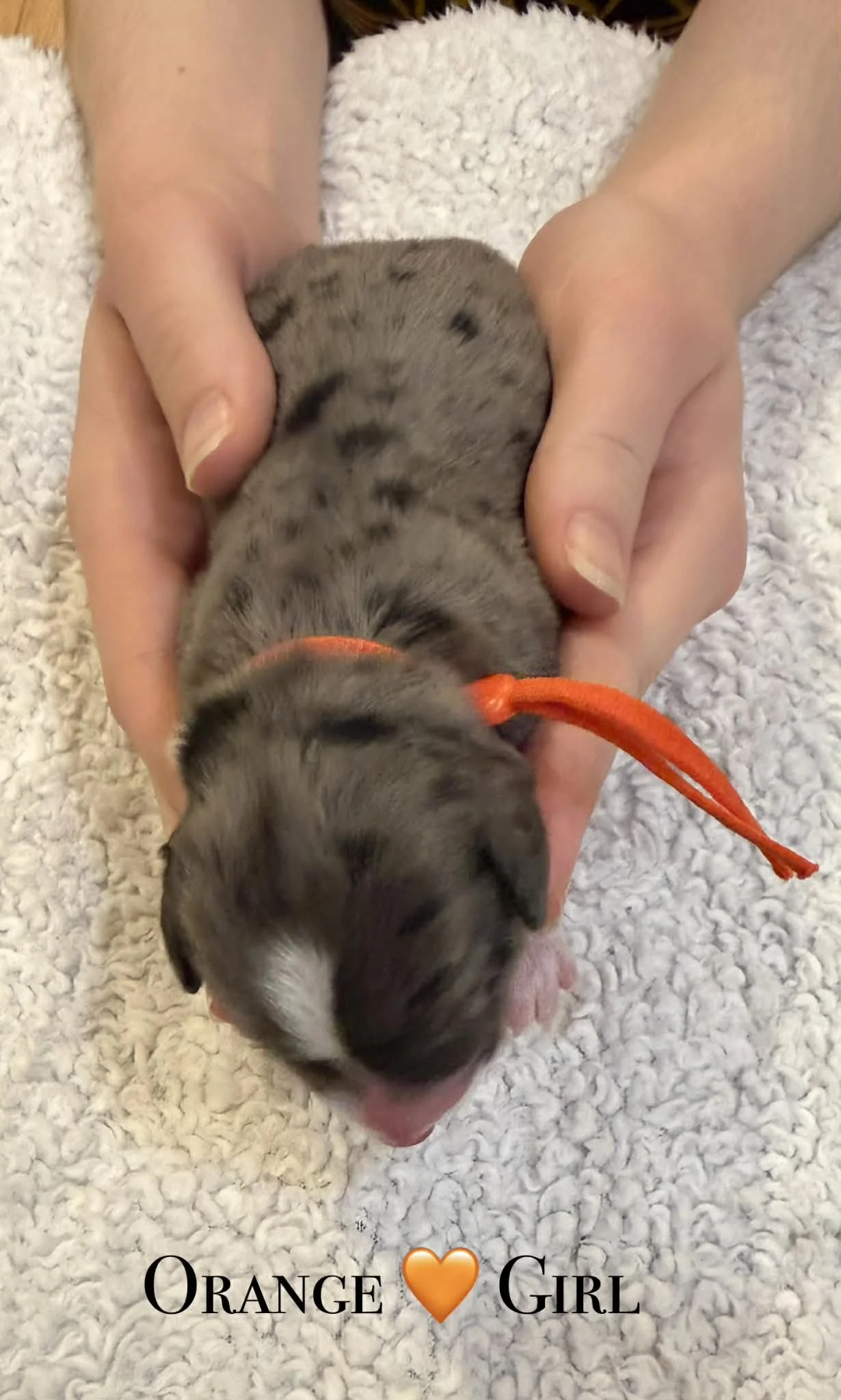 Merle Bernedoodle puppies