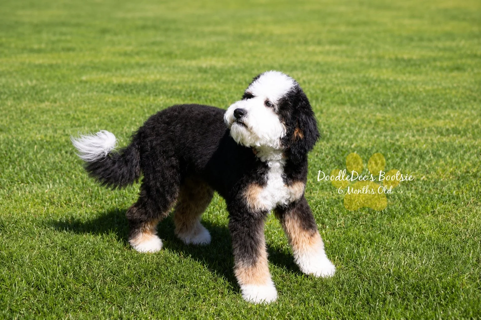 Mini Bernedoodle