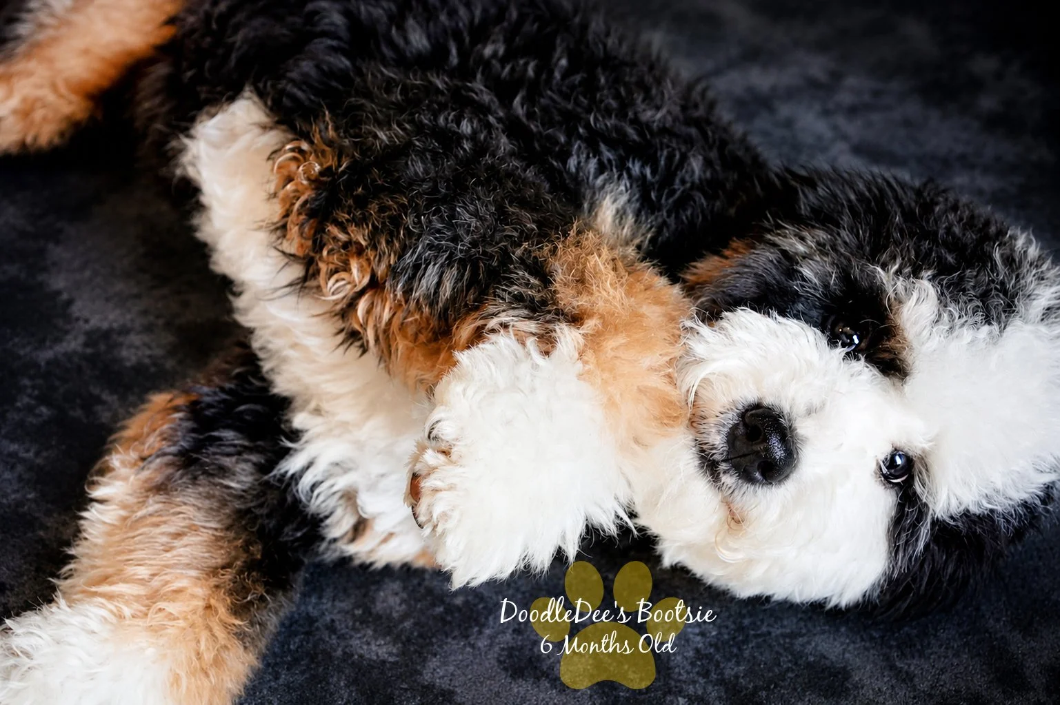 Mini Bernedoodle