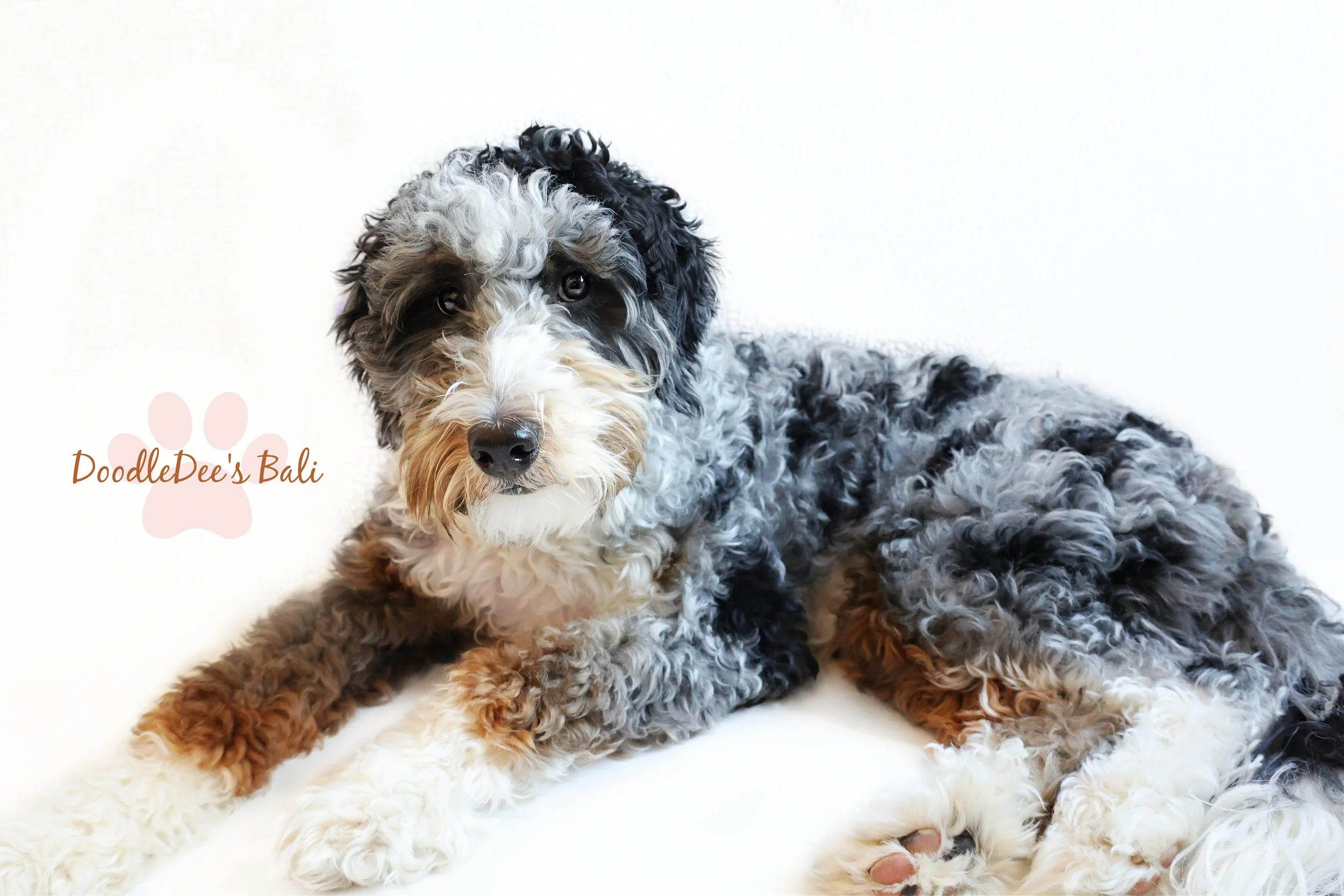 Medium Bernedoodle -36#