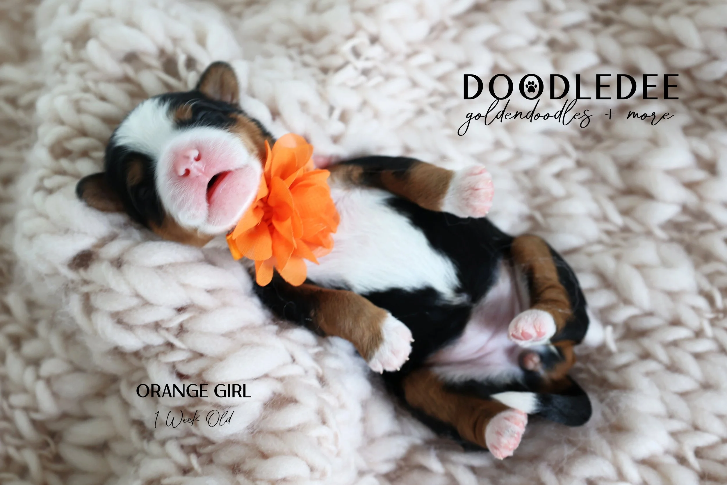 Mini Bernedoodle Puppies