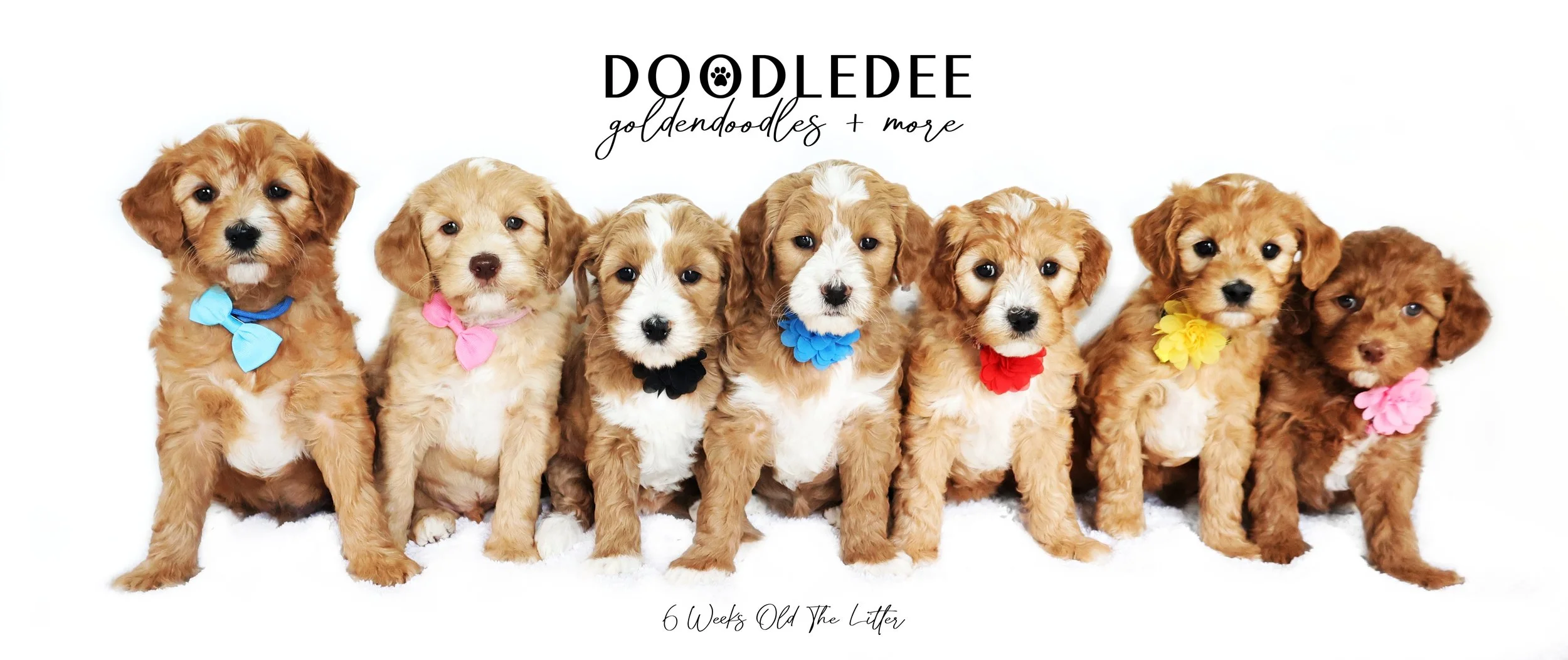 English Goldendoodle Puppies - Juniper