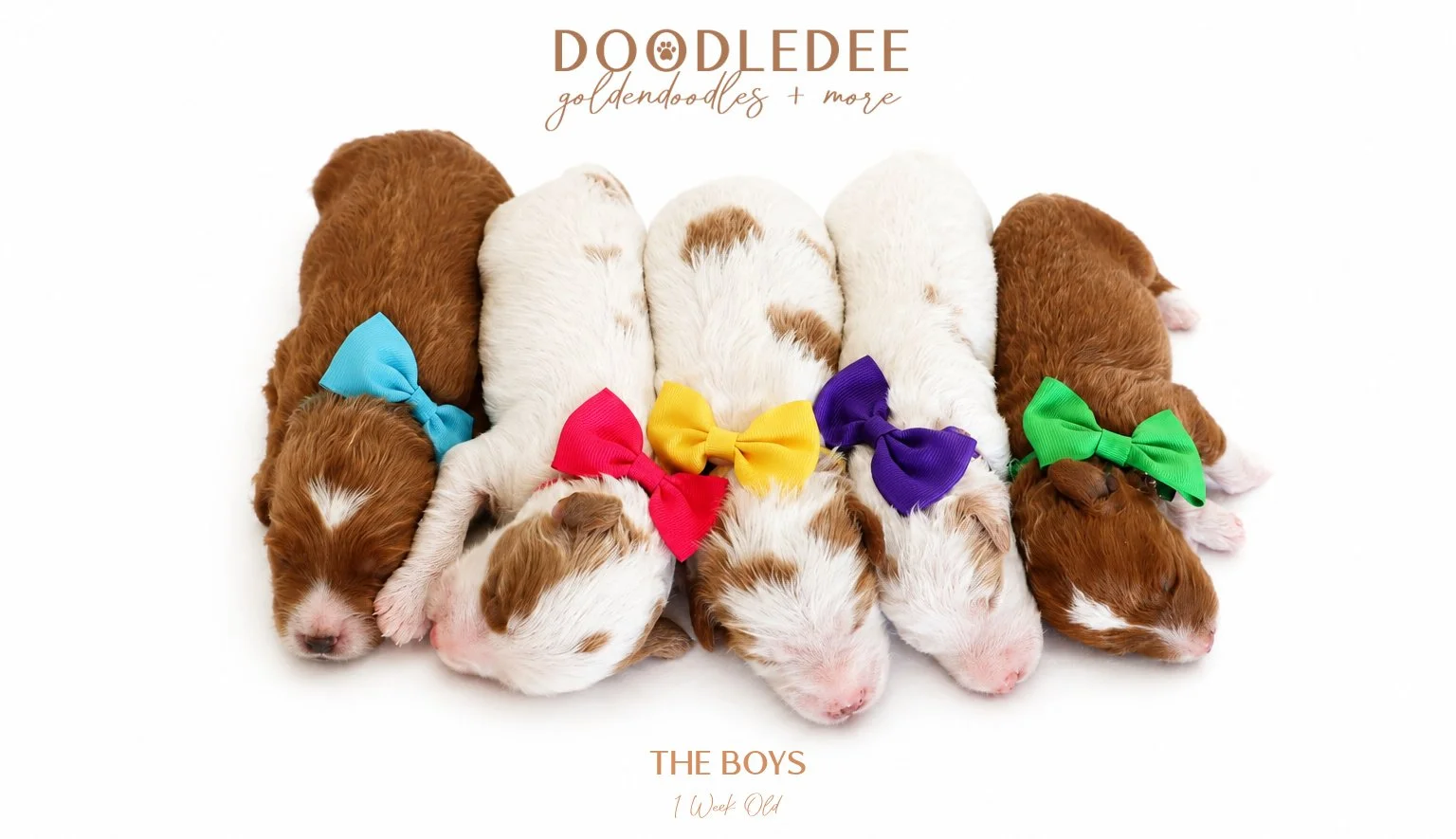 Micro Mini & Petite English Goldendoodle Puppies