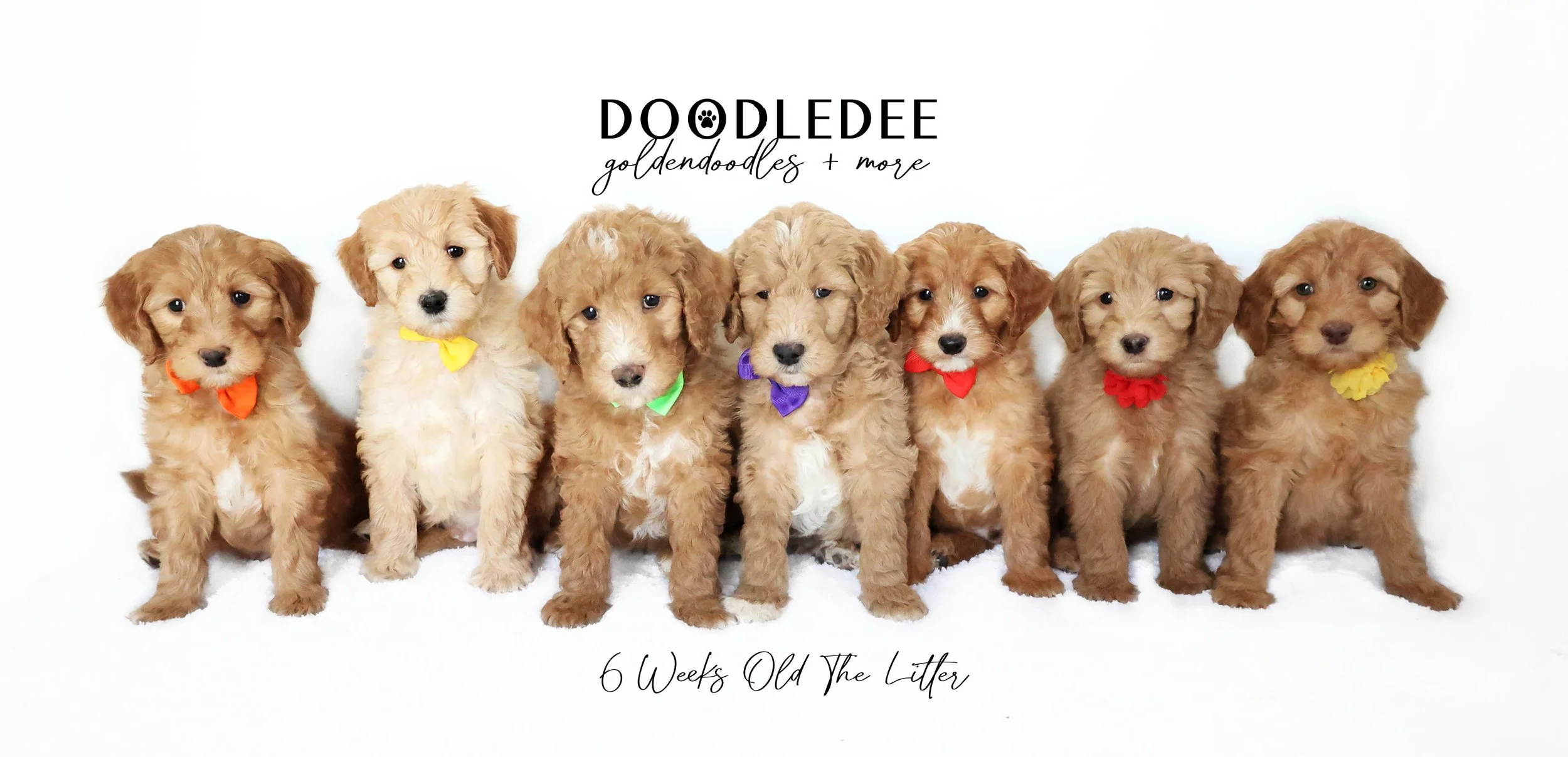 Goldilocks & Grasshopper PAST Puppies
