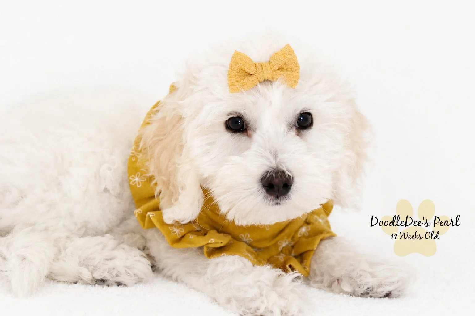 Mini English Cream Goldendoodle
11 Weeks Old 4.4#