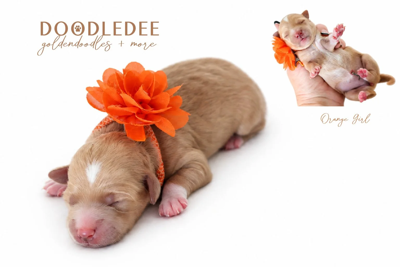 Micro Mini English Goldendoodle | Petite English Goldendoodle