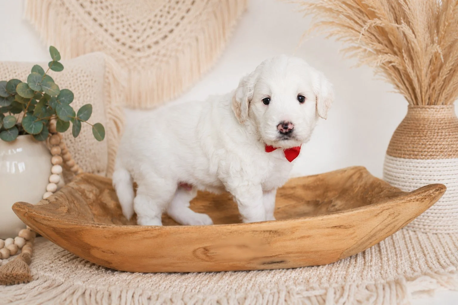 English goldendoodle puppies indiana