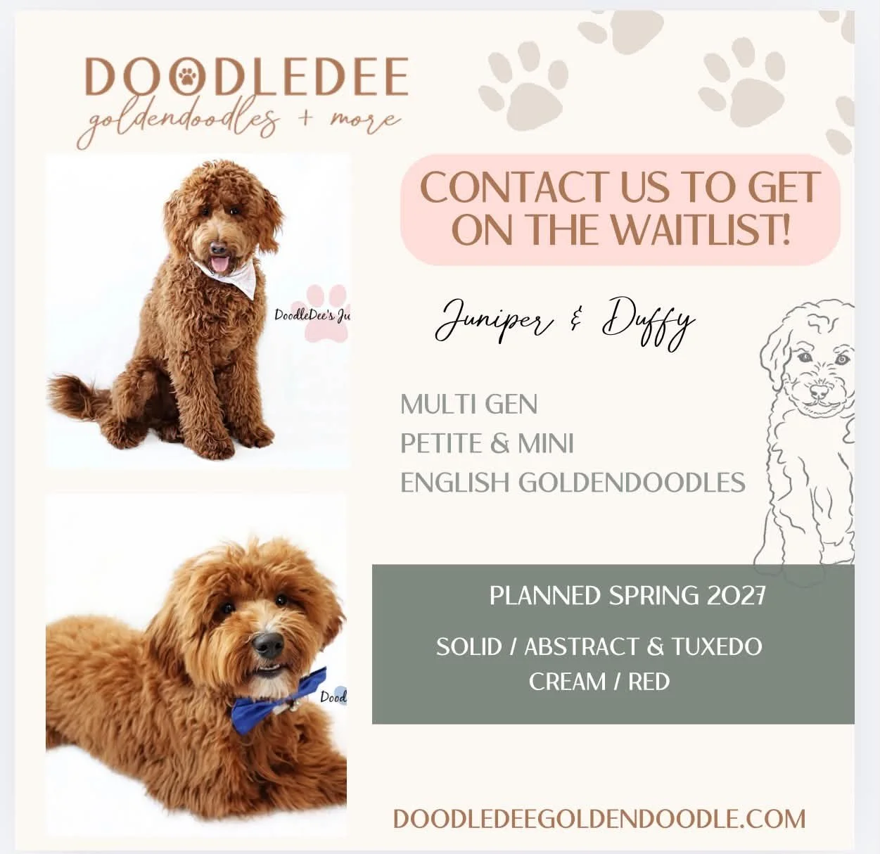 Petite English Goldendoodle Puppies | Mini English Goldendoodle Puppies