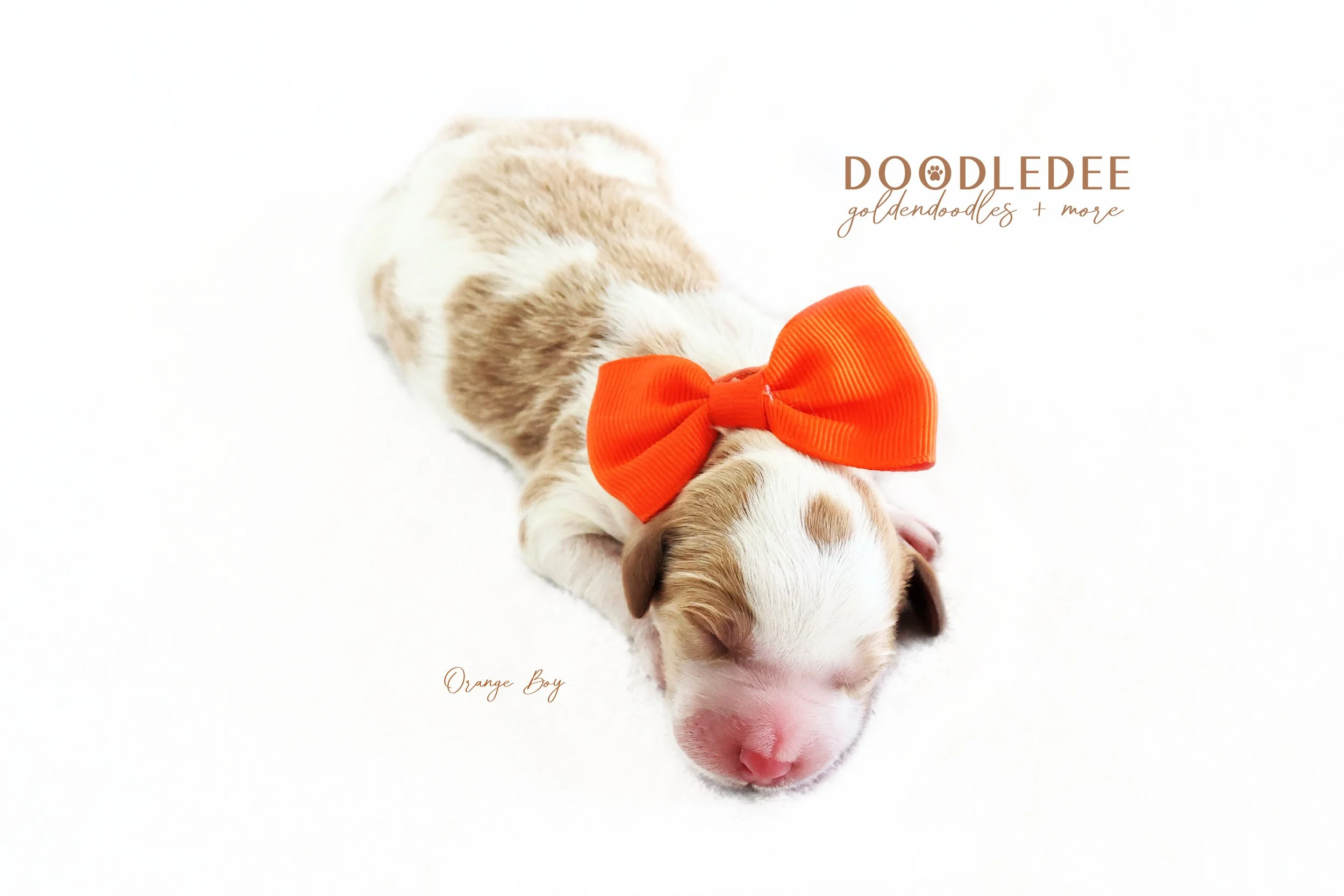 English Goldendoodle Puppies