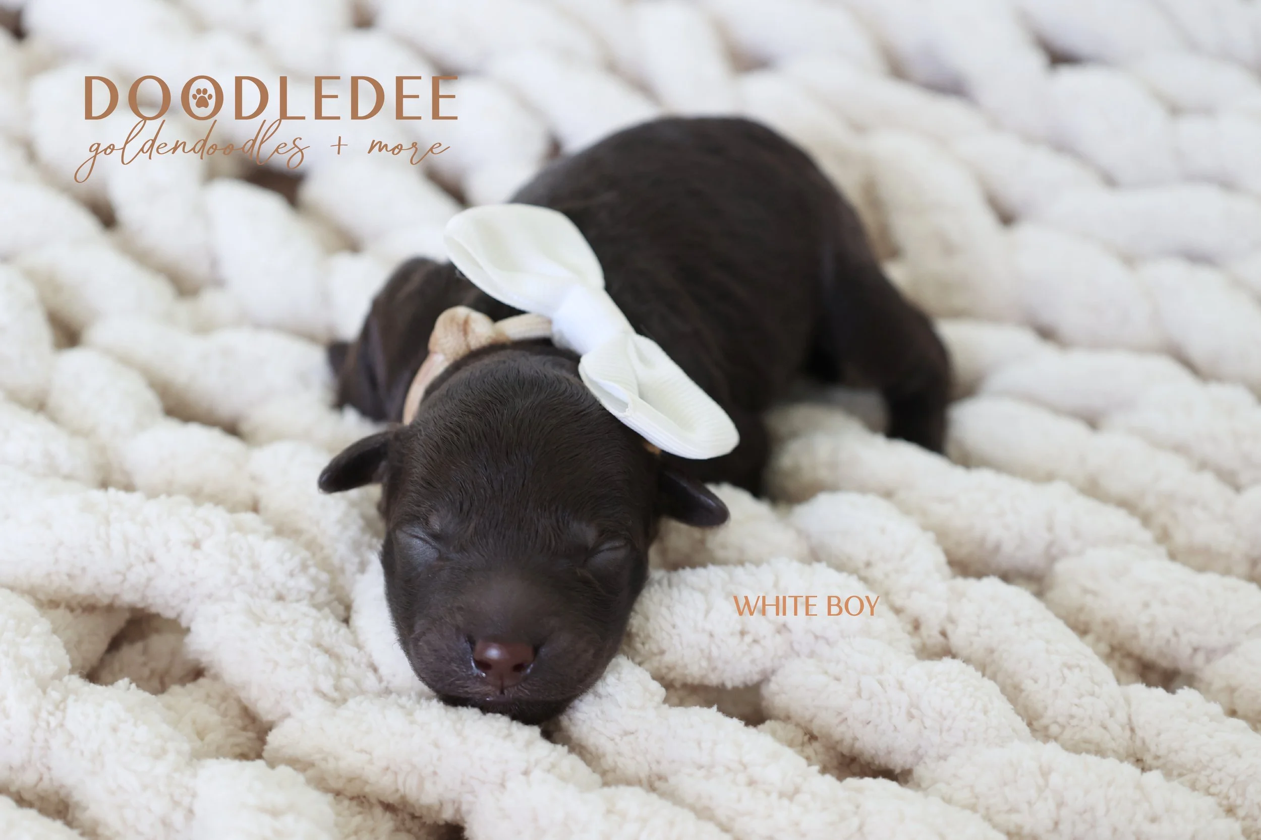 MIni English Goldendoodles