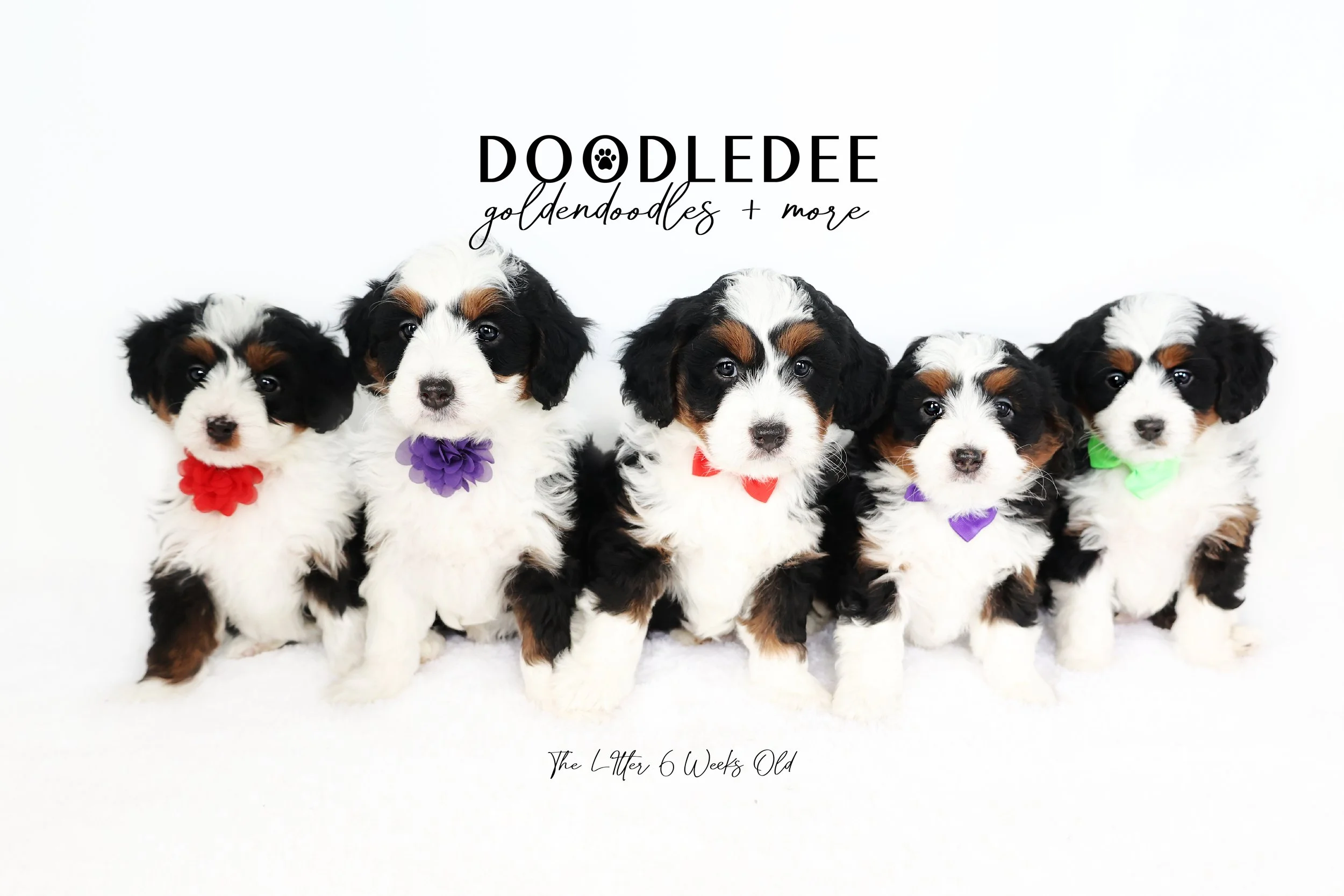 Basil PAST Bernedoodle Puppies