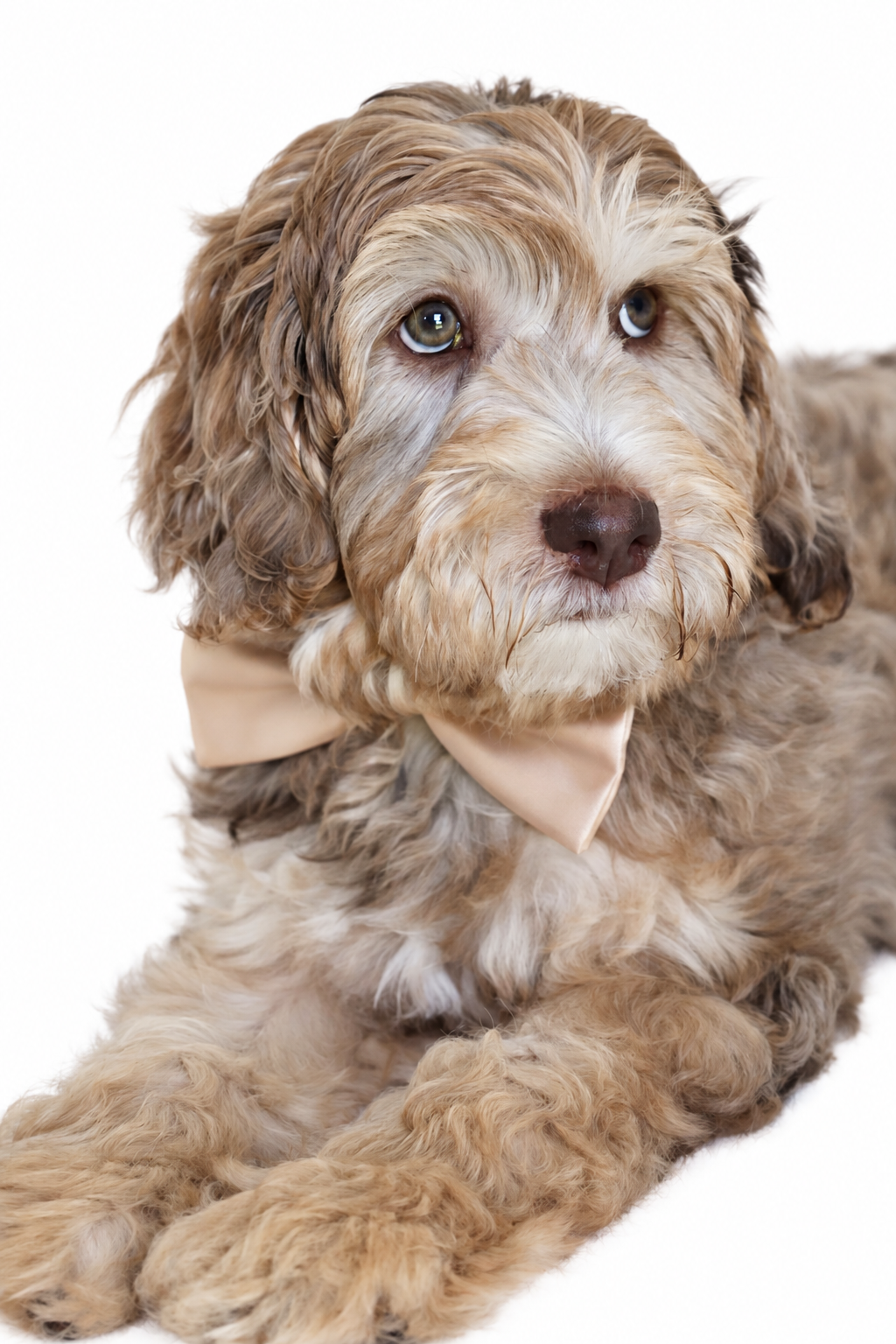 Mini Chocolate Phantom Merle English Goldendoodle Stud