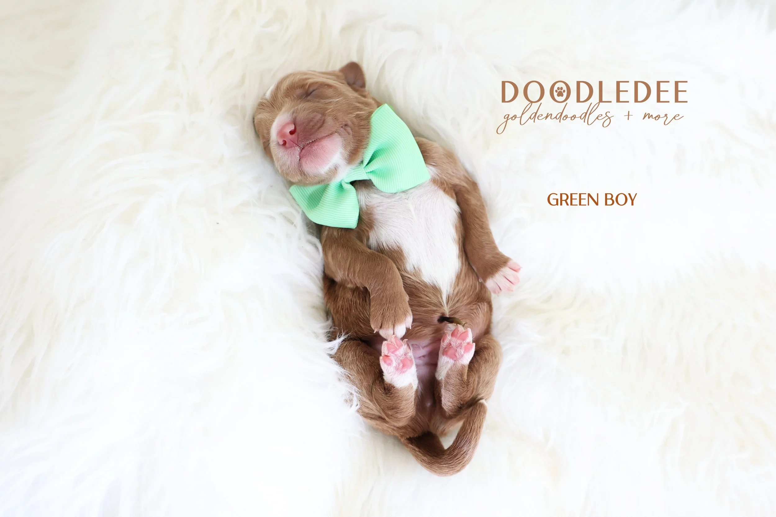 Mini English Goldendoodle