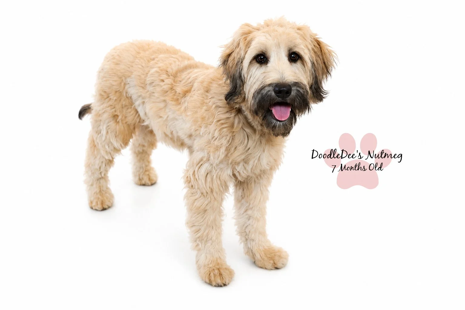 Petite Sable English Goldendoodle 23#