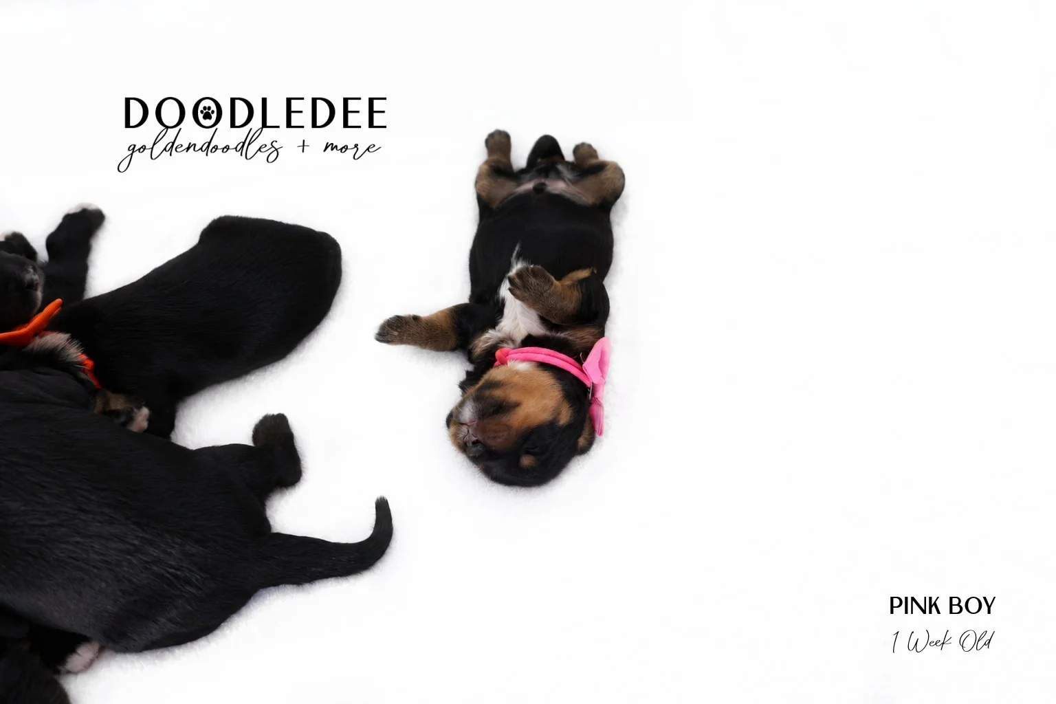 Mini Bernedoodle | Medium Bernedoodle | Standard Bernedoodle